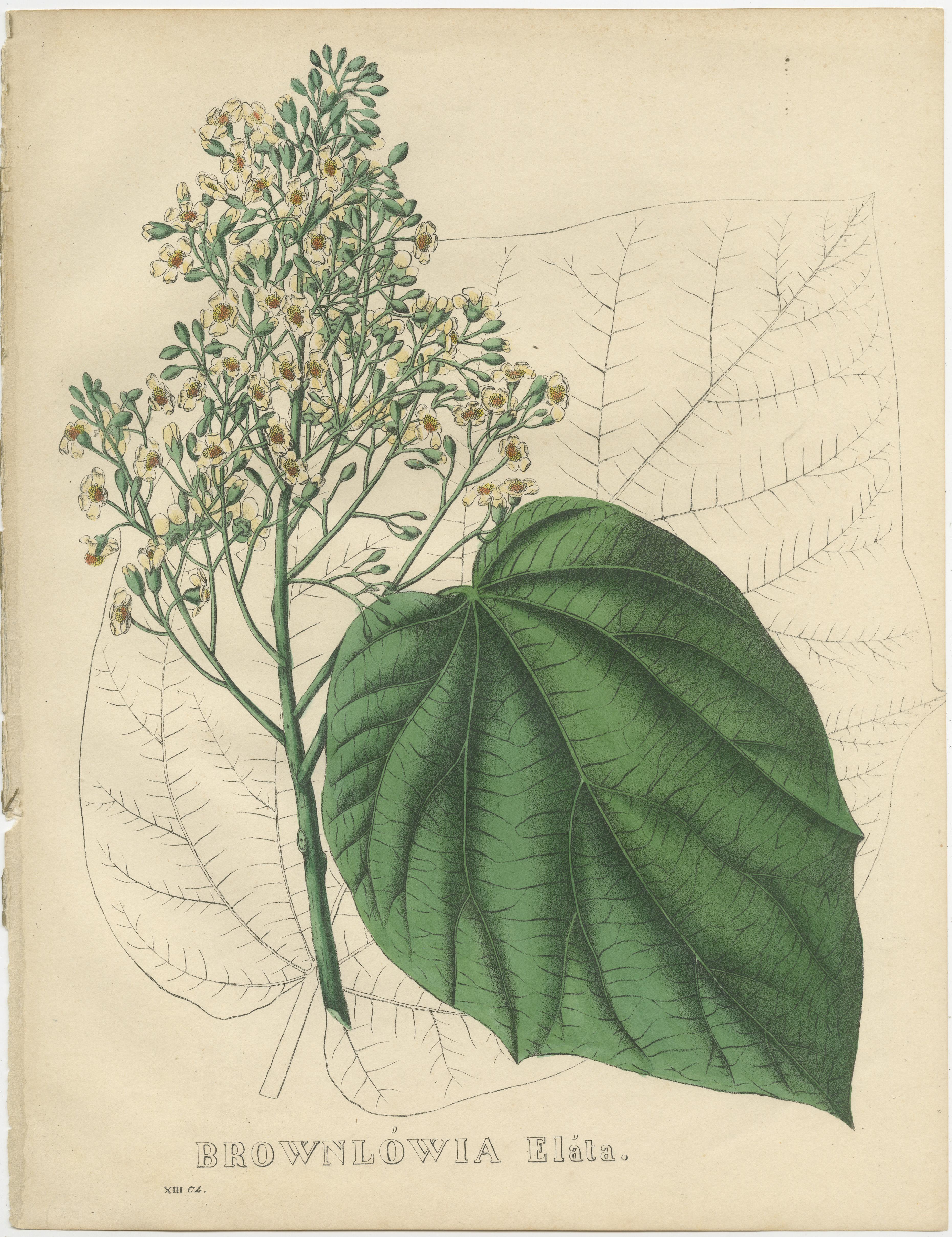 Set of 6 Antique Botanical Prints of Bignonia and others 2