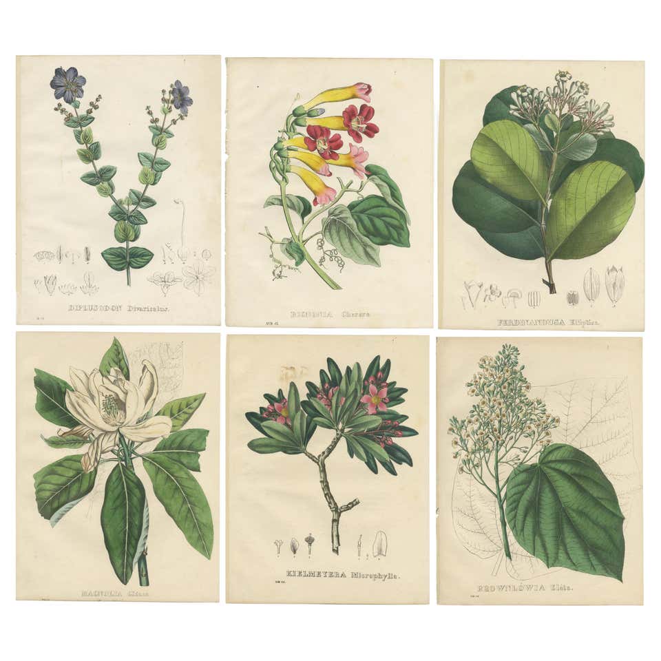 Original Botanitcal Prints Set of Three-Botanical Floral Prints, circa 1990 at 1stDibs