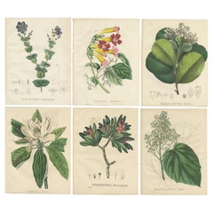 Set of 6 Antique Botanical Prints of Bignonia and others