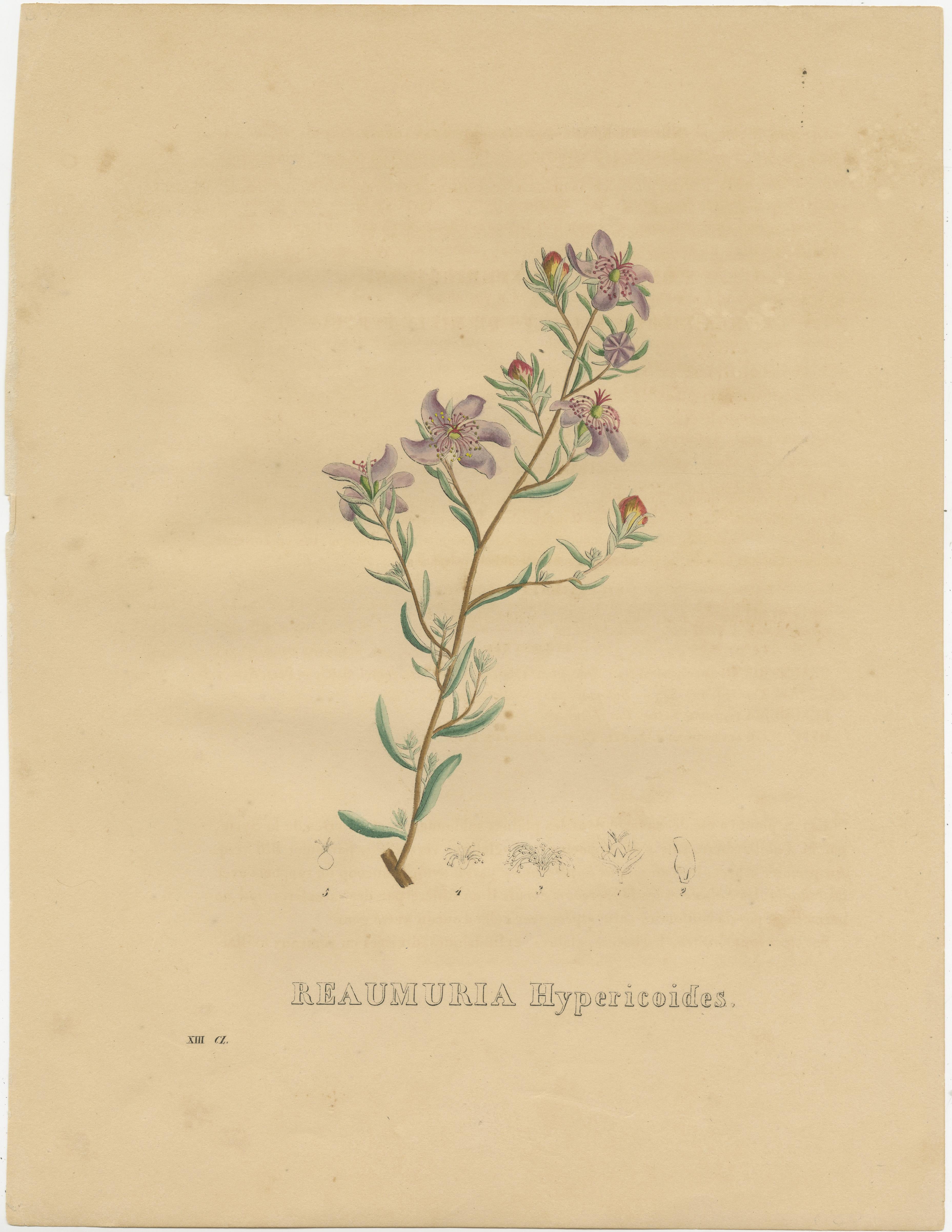 Set of Six Antique Botanical Prints of the Petrea Volubilis and Others, 1832 2