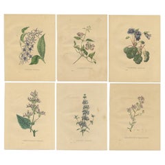 Set of Six Antique Botanical Prints of the Petrea Volubilis and Others, 1832