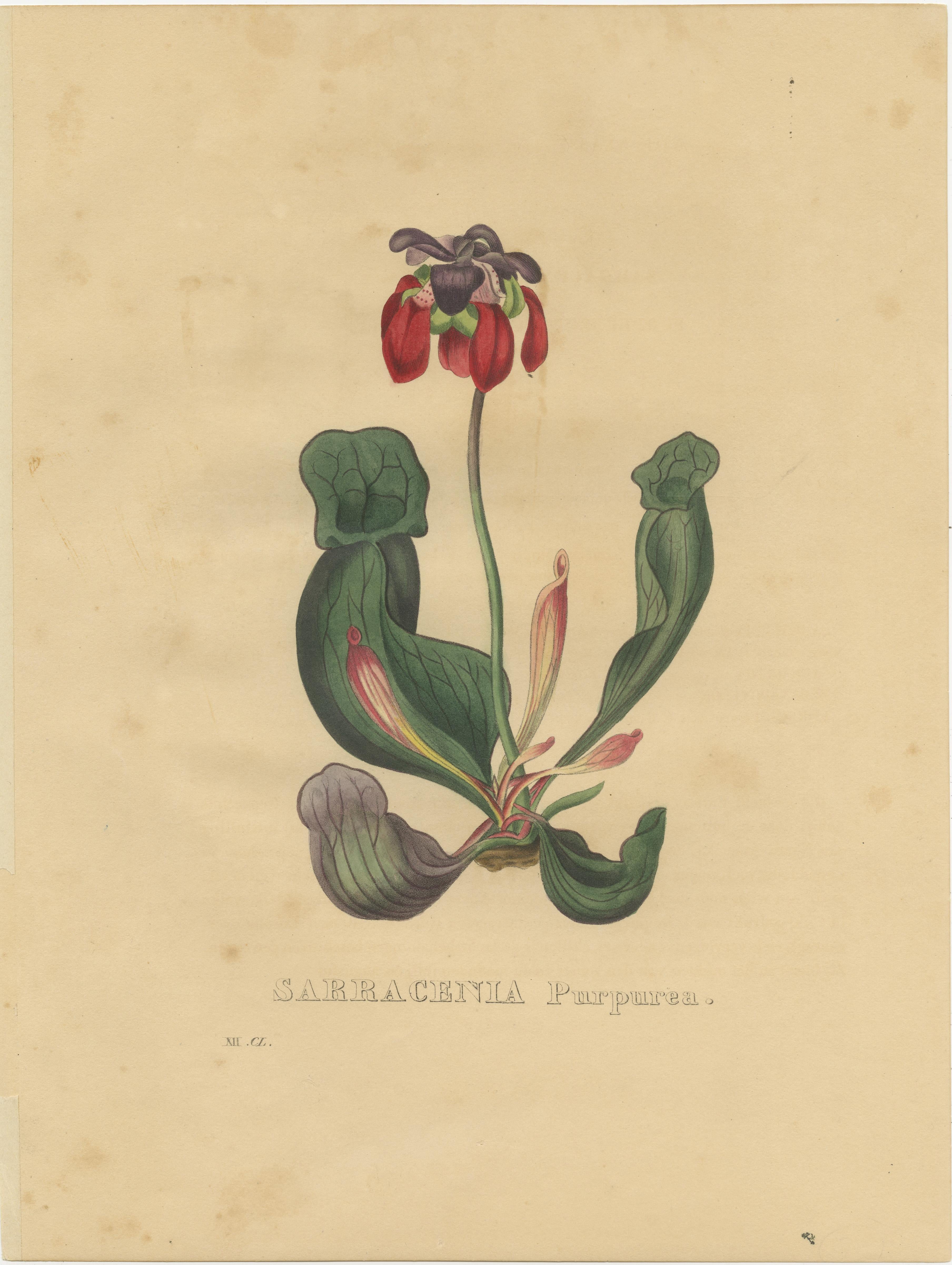 Set of 6 Antique Botanical Prints of the Purple Pitcher Plant and others 2