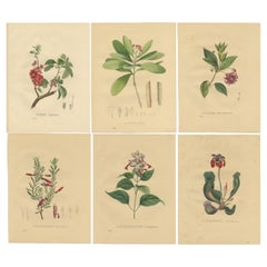 Set of 6 Antique Botanical Prints of the Purple Pitcher Plant and others
