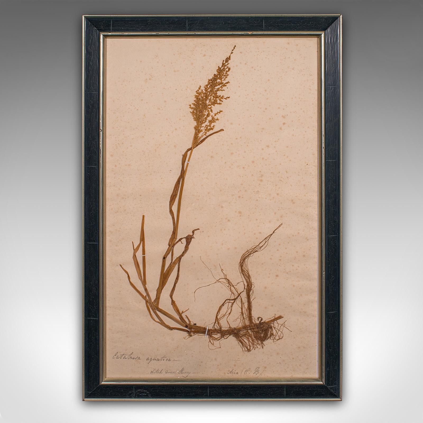This is set of 6 antique botanist's specimens. An English, mounted dried grass display, dating to the mid Victorian period, circa 1850.

Nicely preserved mid 19th century plant life, with appealing presentation
Displaying a desirable aged patina and
