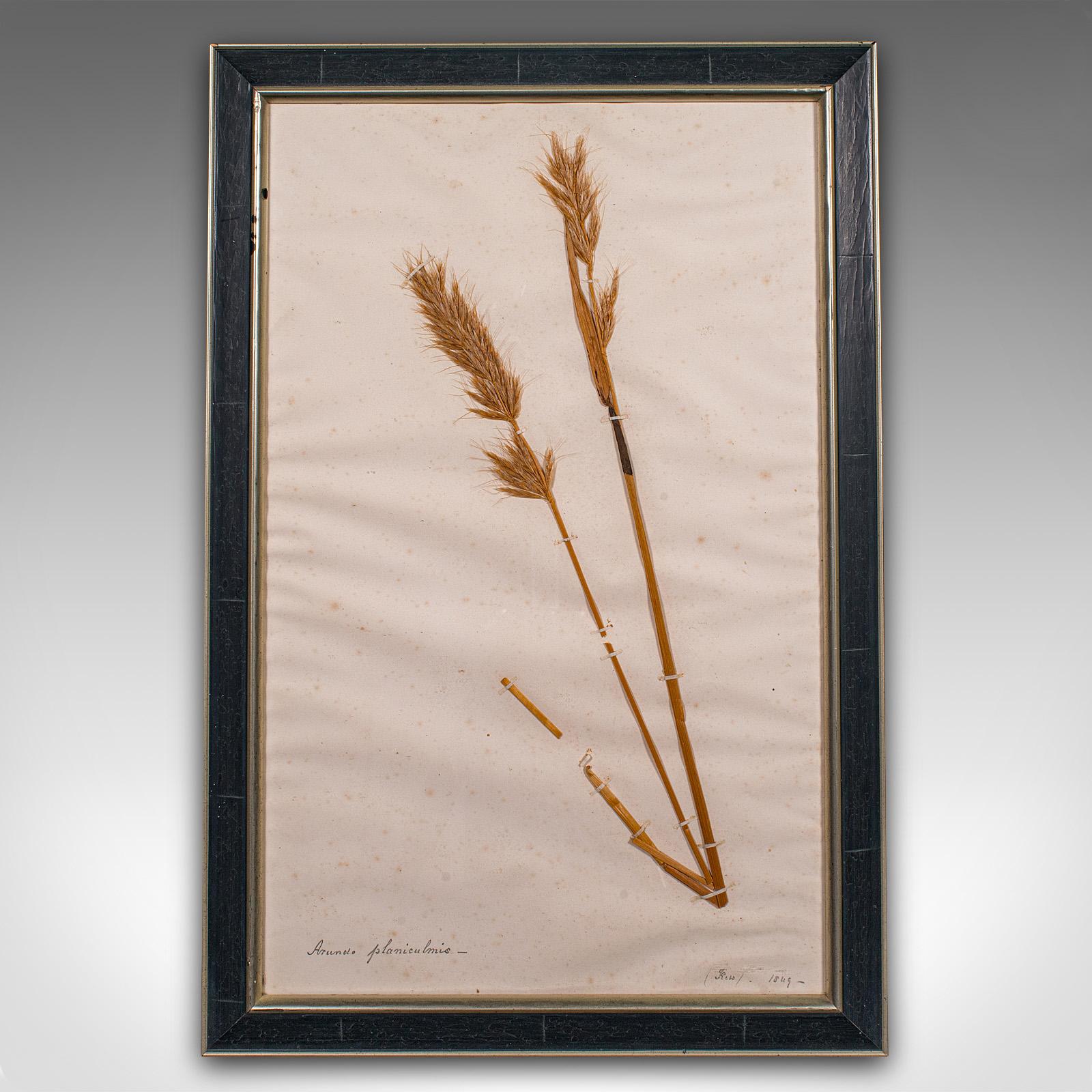 Set Of 6 Antique Botanist's Specimens, English, Framed, Dried Grasses, Victorian For Sale 1