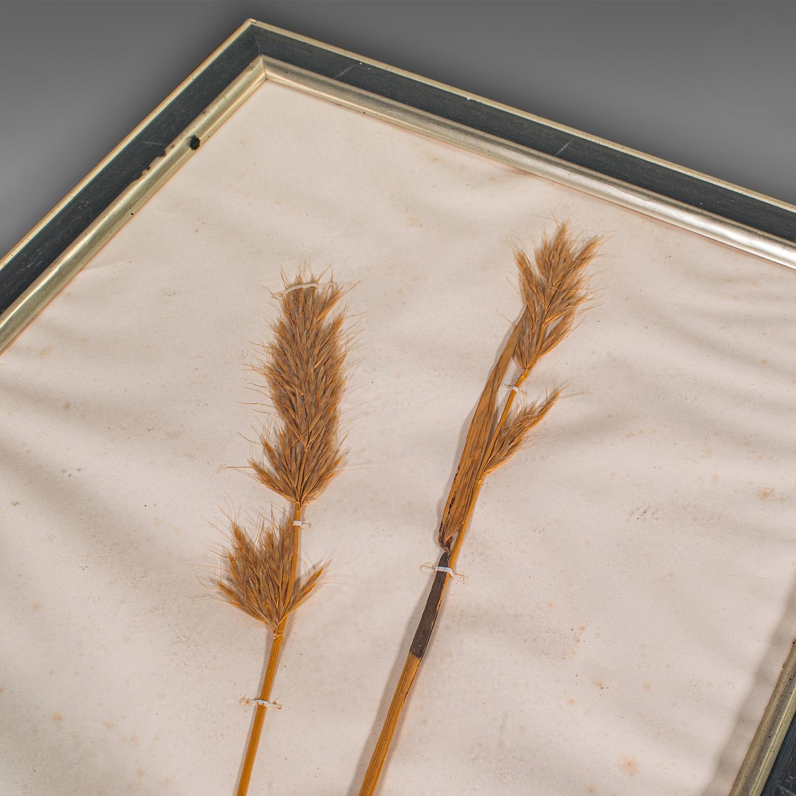 Set Of 6 Antique Botanist's Specimens, English, Framed, Dried Grasses, Victorian For Sale 2