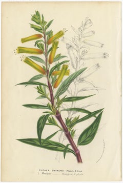 Set di 6 stampe antiche di botanica, Cuphea, Tigridia, Moraea, malva degli alberi