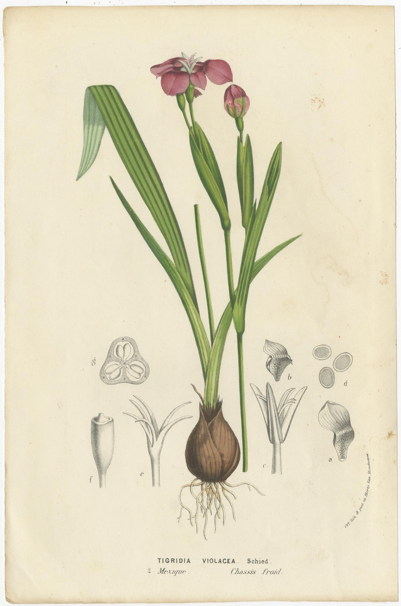 Set of 6 Antique Botany Prints, Cuphea, Tigridia, Moraea, Tree Mallow In Good Condition For Sale In Langweer, NL