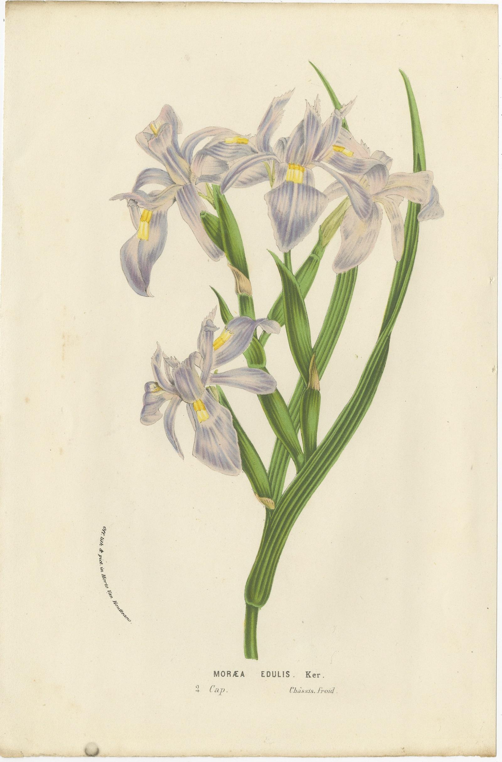 19th Century Set of 6 Antique Botany Prints, Cuphea, Tigridia, Moraea, Tree Mallow For Sale
