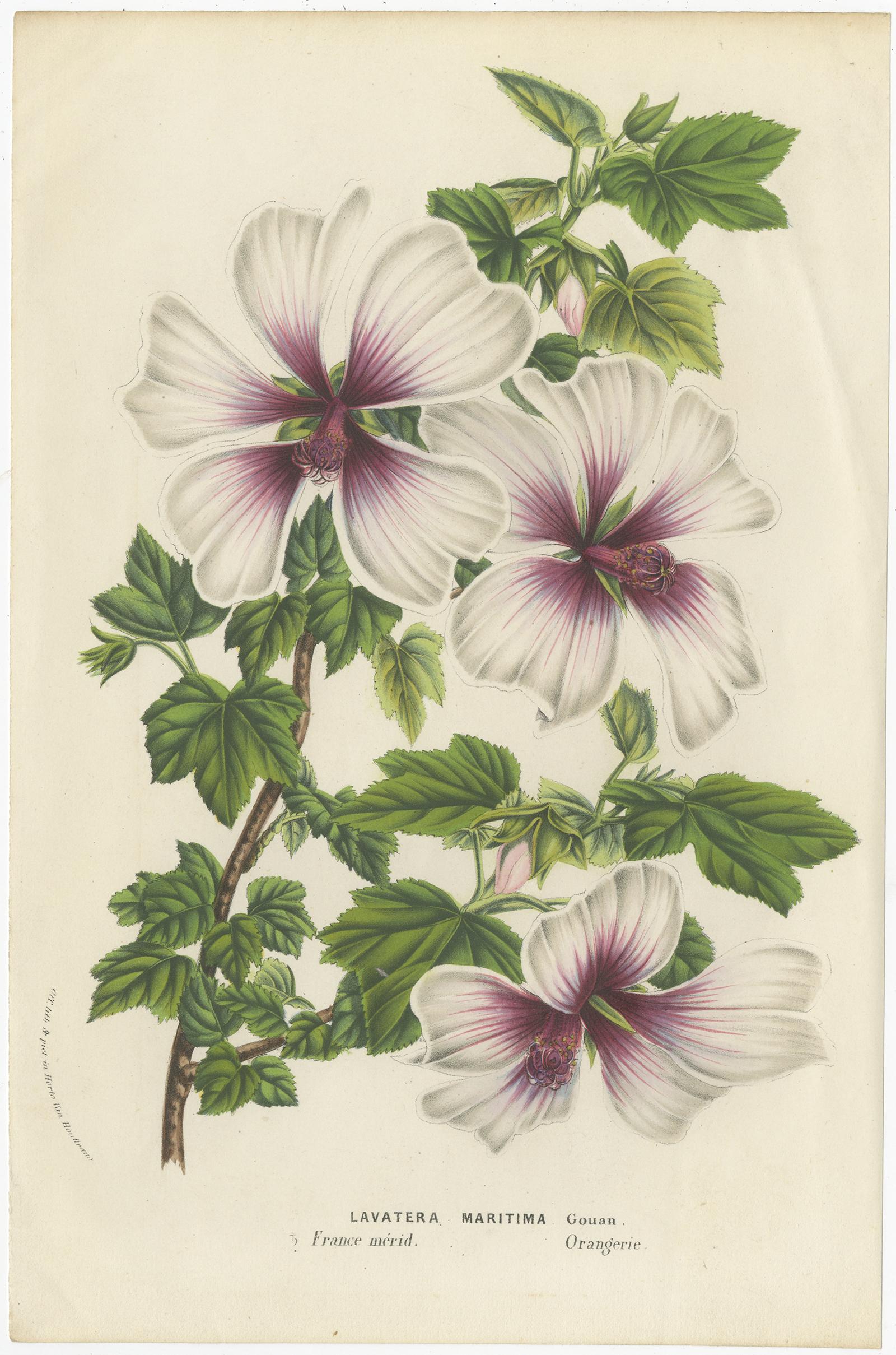 Paper Set of 6 Antique Botany Prints, Cuphea, Tigridia, Moraea, Tree Mallow For Sale