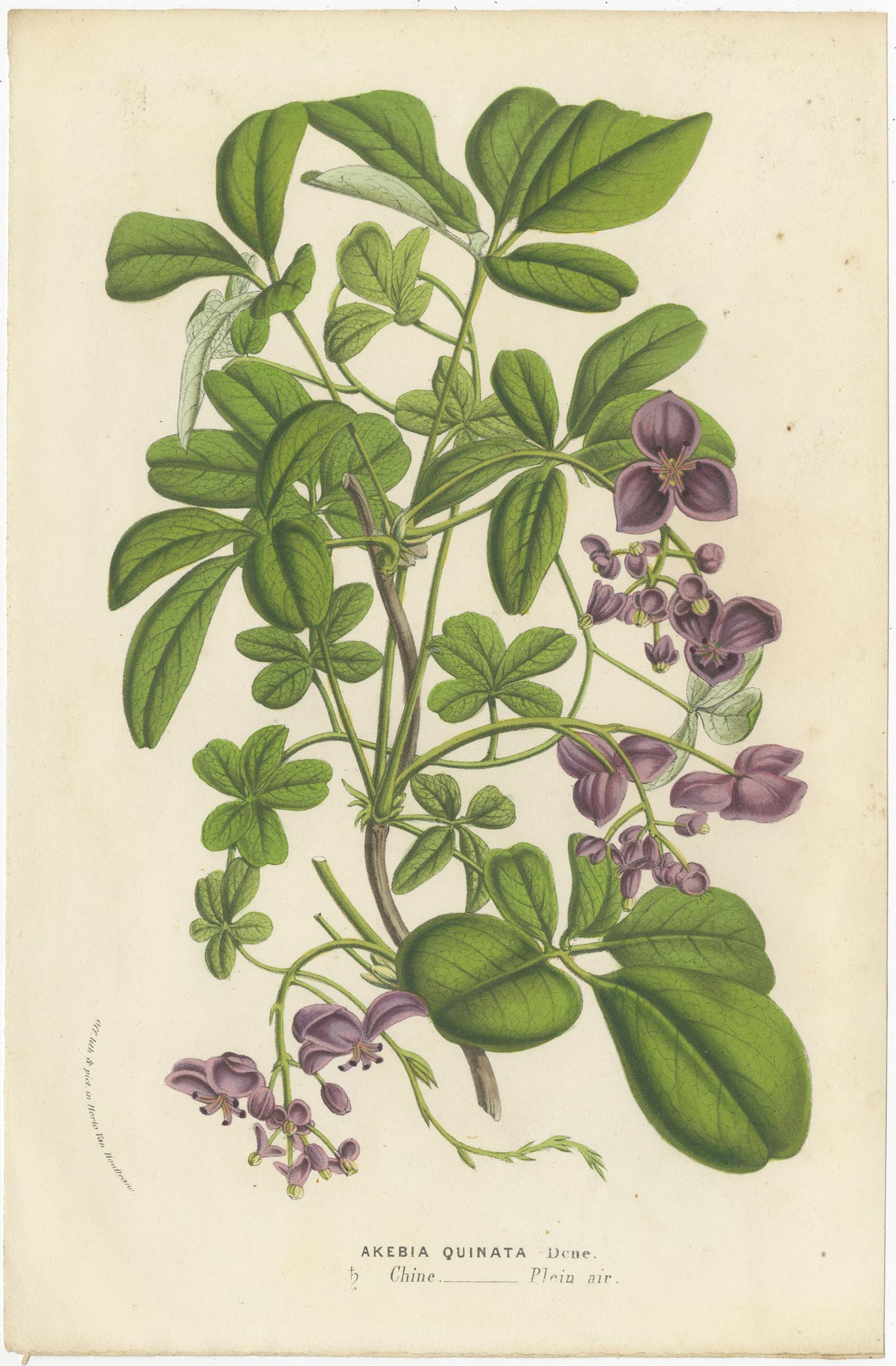 Set of 6 Antique Botany Prints, Cuphea, Tigridia, Moraea, Tree Mallow For Sale 1