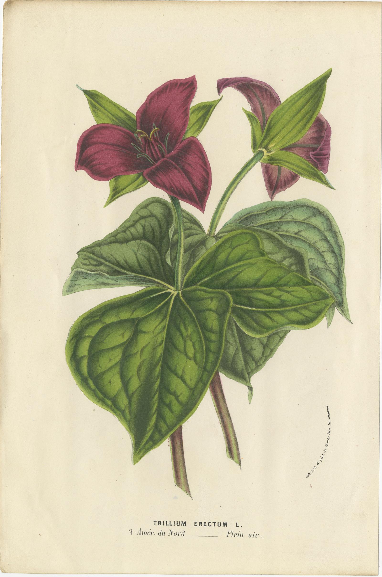 Set of 6 Antique Botany Prints, Cuphea, Tigridia, Moraea, Tree Mallow For Sale 2