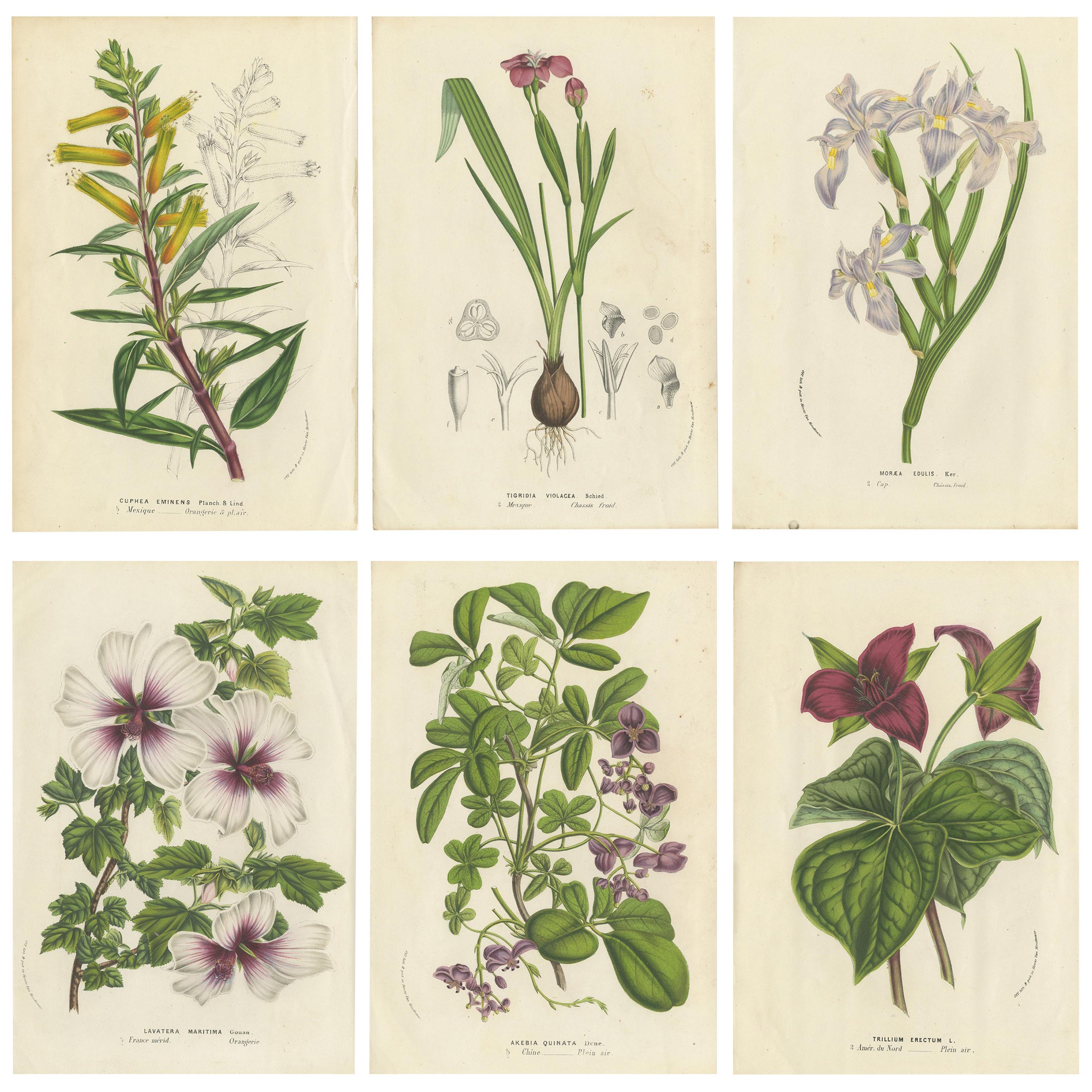 Set of 6 Antique Botany Prints, Cuphea, Tigridia, Moraea, Tree Mallow For Sale