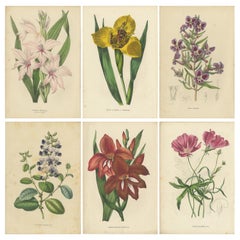 Set of 6 Antique Botany Prints, Gladiolus, Tigridia, Cuphea, Nuttalia '1847'