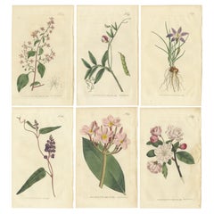 Set of 6 Antique Botany Prints - Lopezia - Lathyrus - Plumeria - Ixia