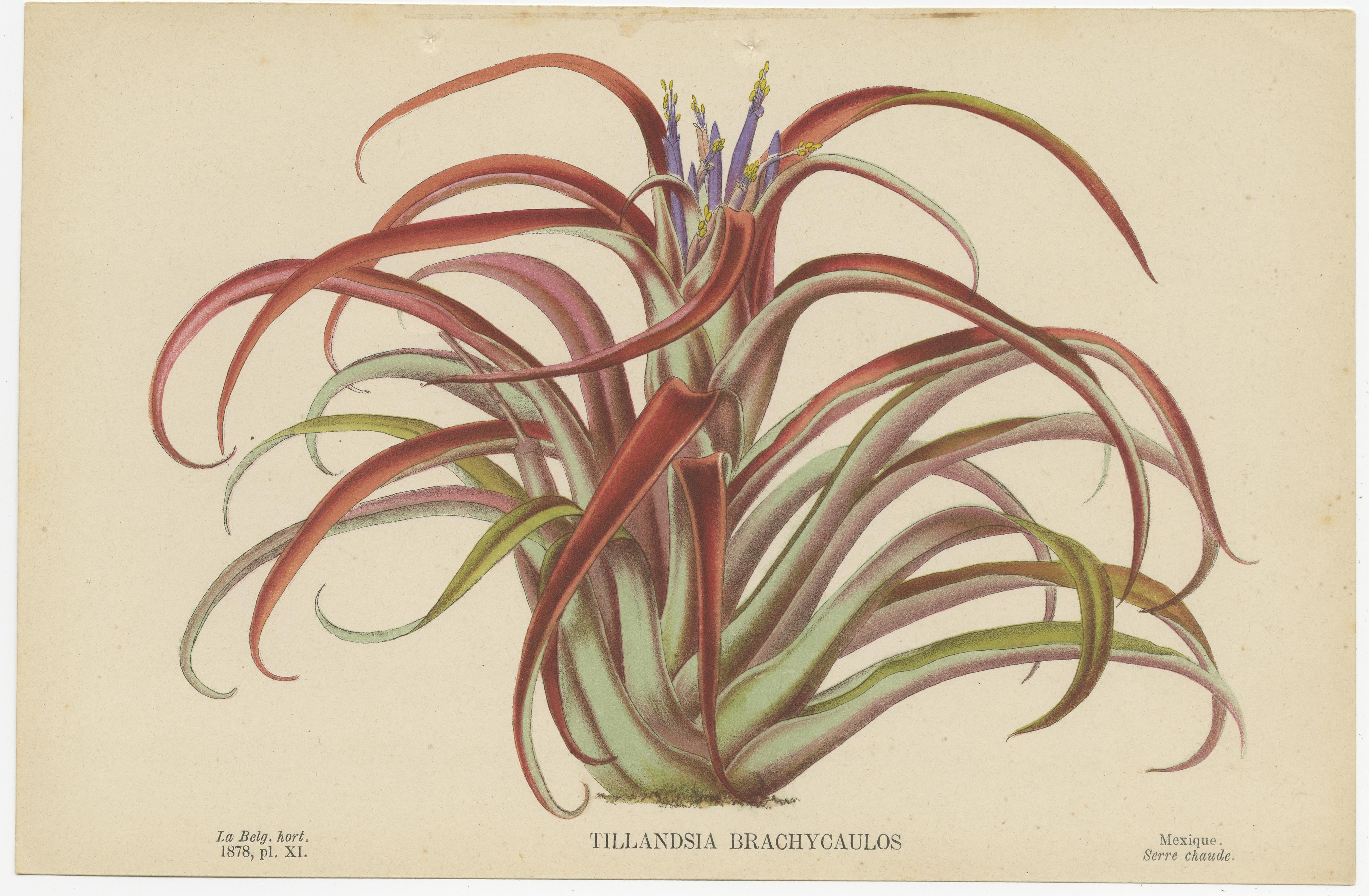 Set of 6 Antique Botany Prints, Maranta Kerchoviana 'c.1880' In Good Condition In Langweer, NL