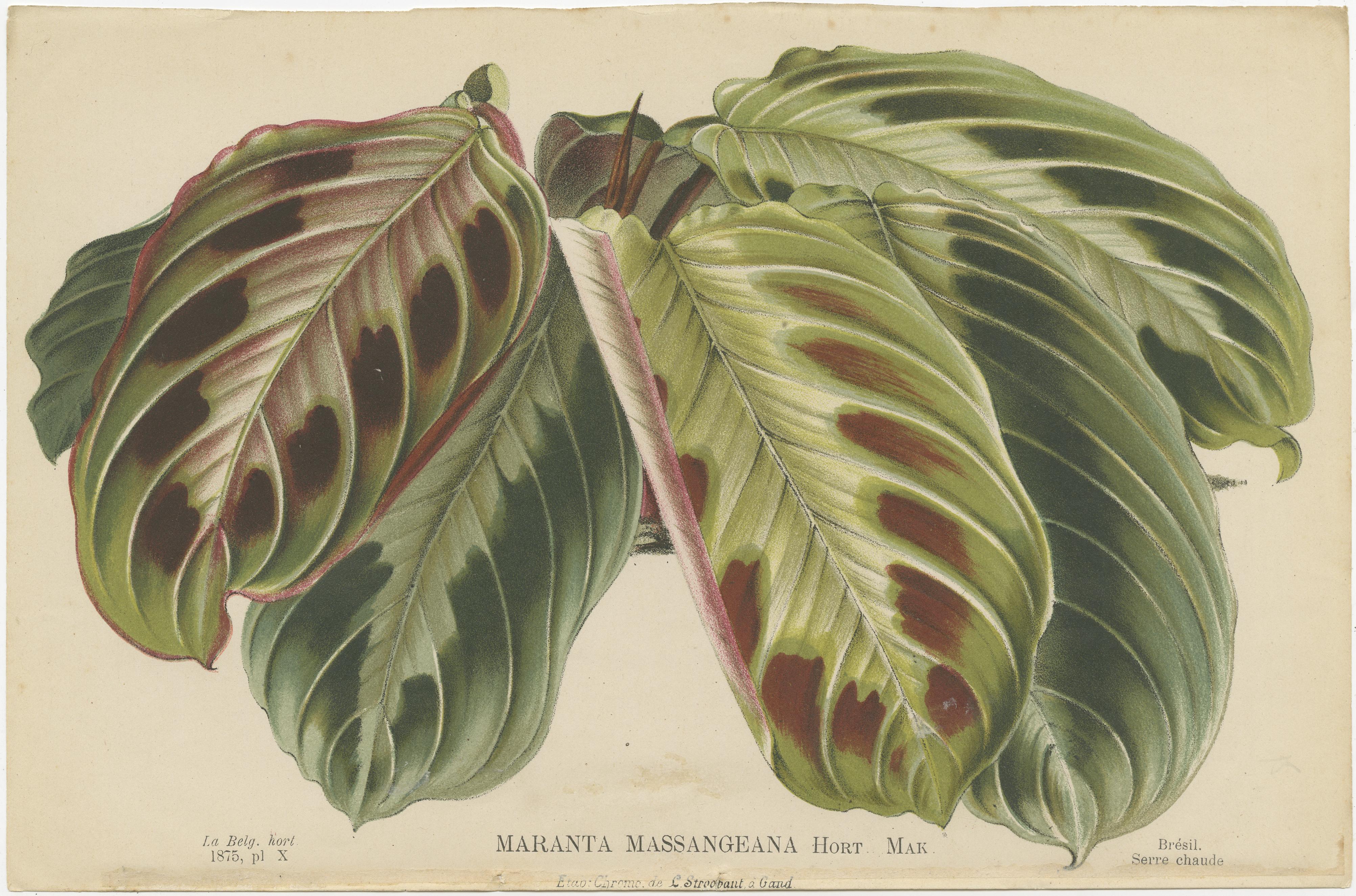 19th Century Set of 6 Antique Botany Prints, Maranta Kerchoviana 'c.1880'