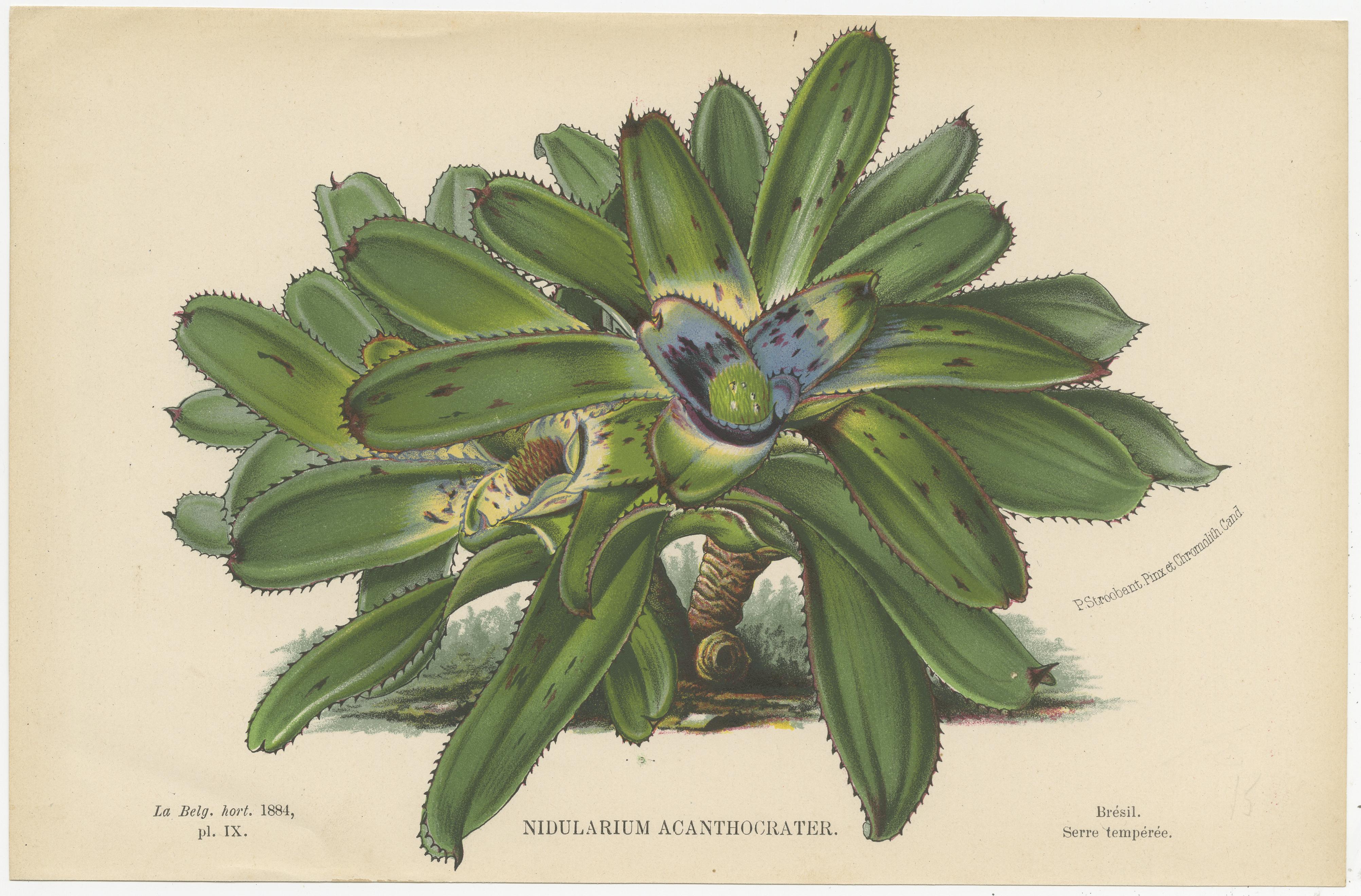 Paper Set of 6 Antique Botany Prints, Maranta Kerchoviana 'c.1880'