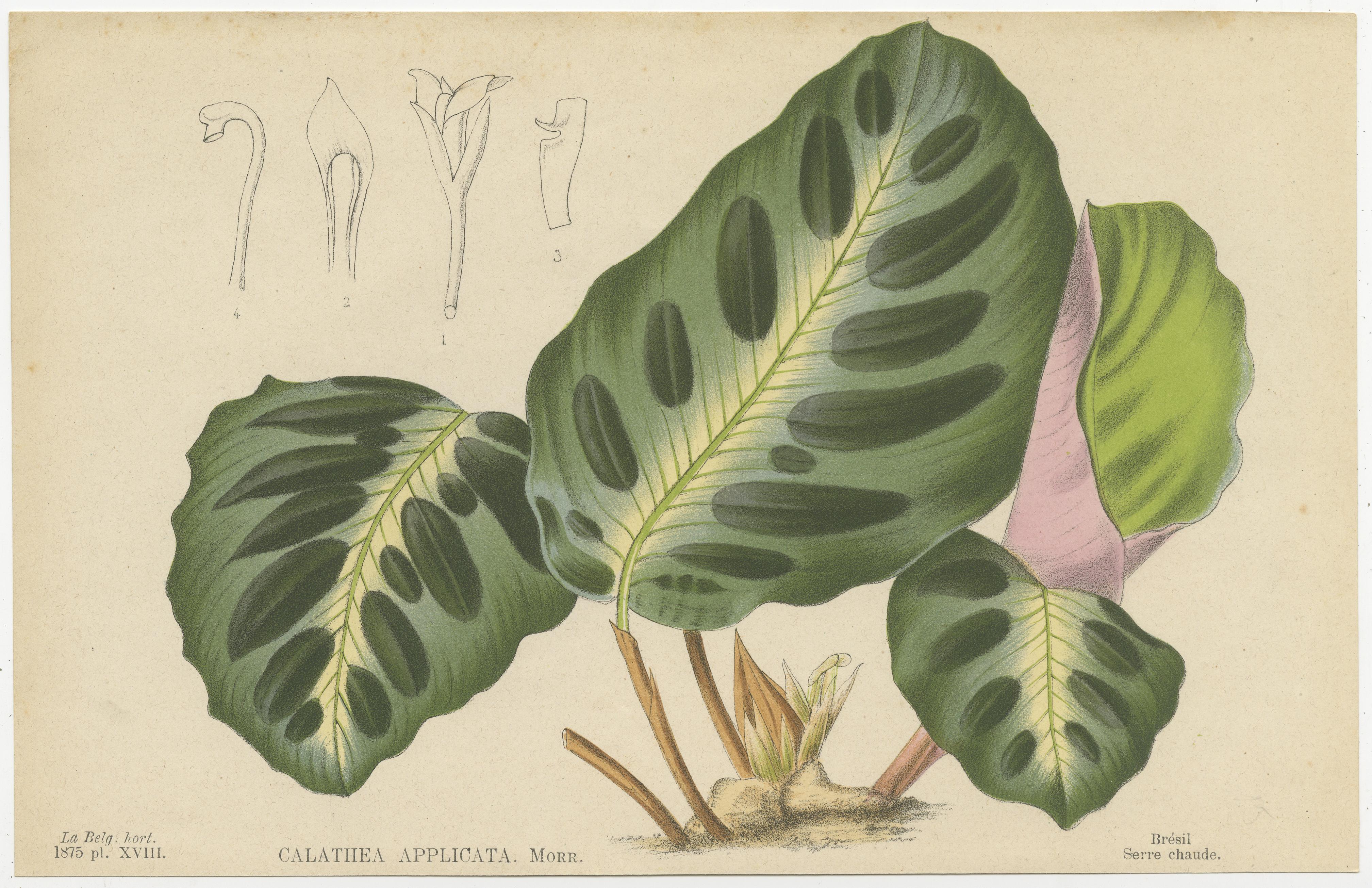 Set of 6 Antique Botany Prints, Maranta Kerchoviana 'c.1880' 1