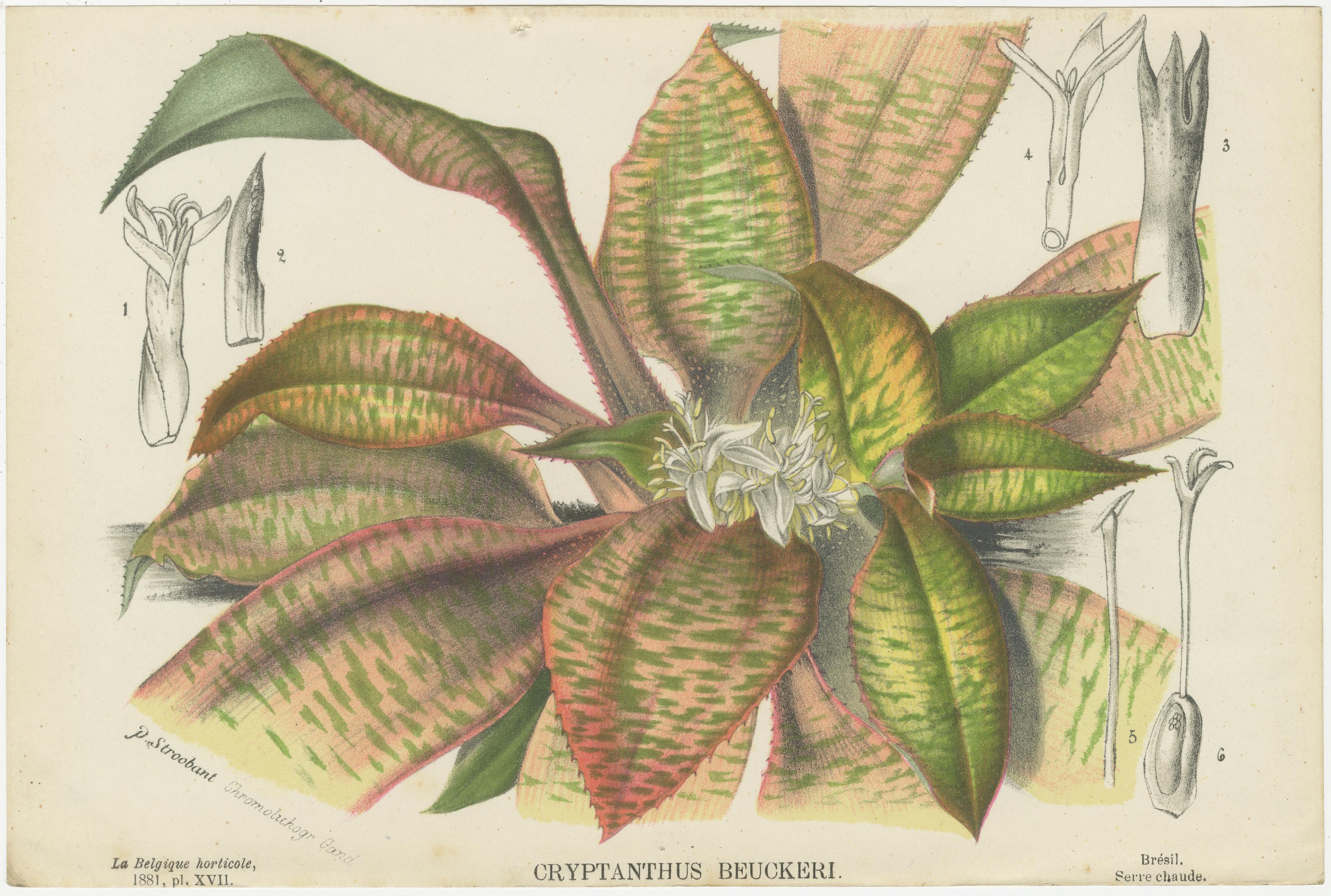 Set of 6 Antique Botany Prints, Maranta Kerchoviana 'c.1880' 2