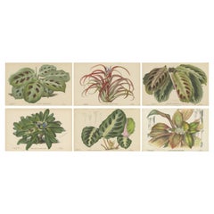 Set of 6 Antique Botany Prints, Maranta Kerchoviana 'c.1880'