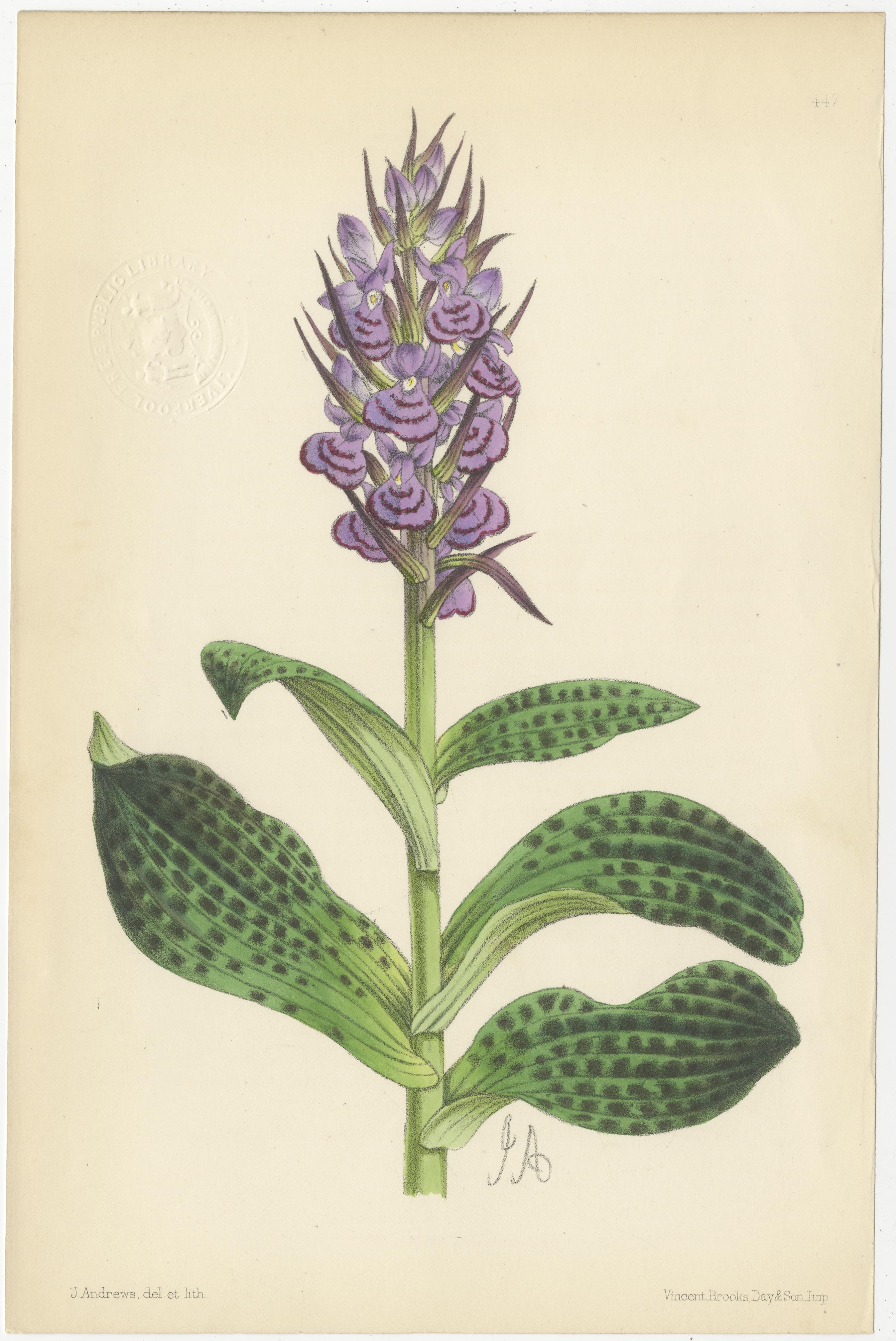 19th Century Set of Six Purple Antique Botany Prints by Brooks, Circa 1870
