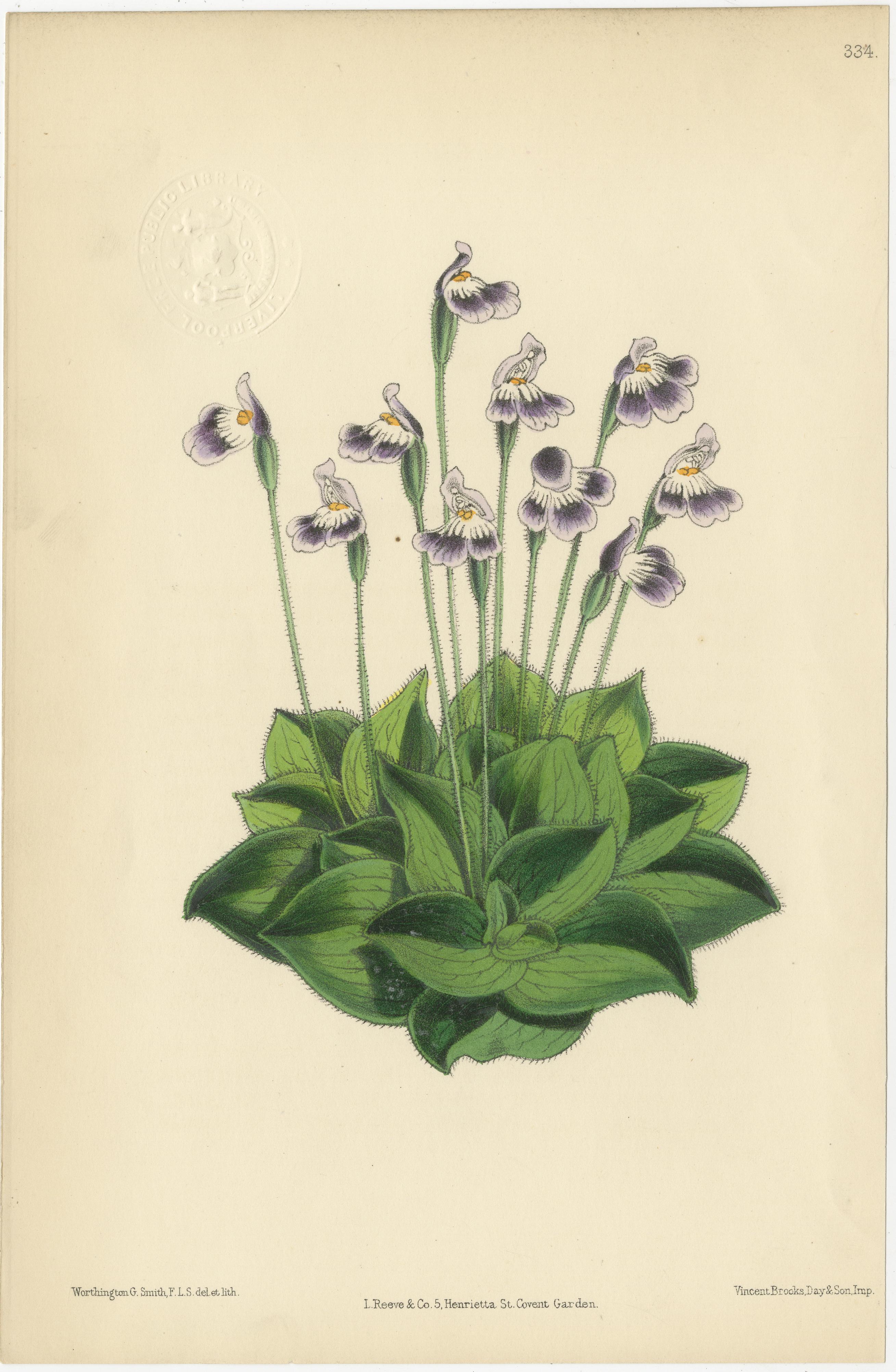 Paper Set of Six Purple Antique Botany Prints by Brooks, Circa 1870