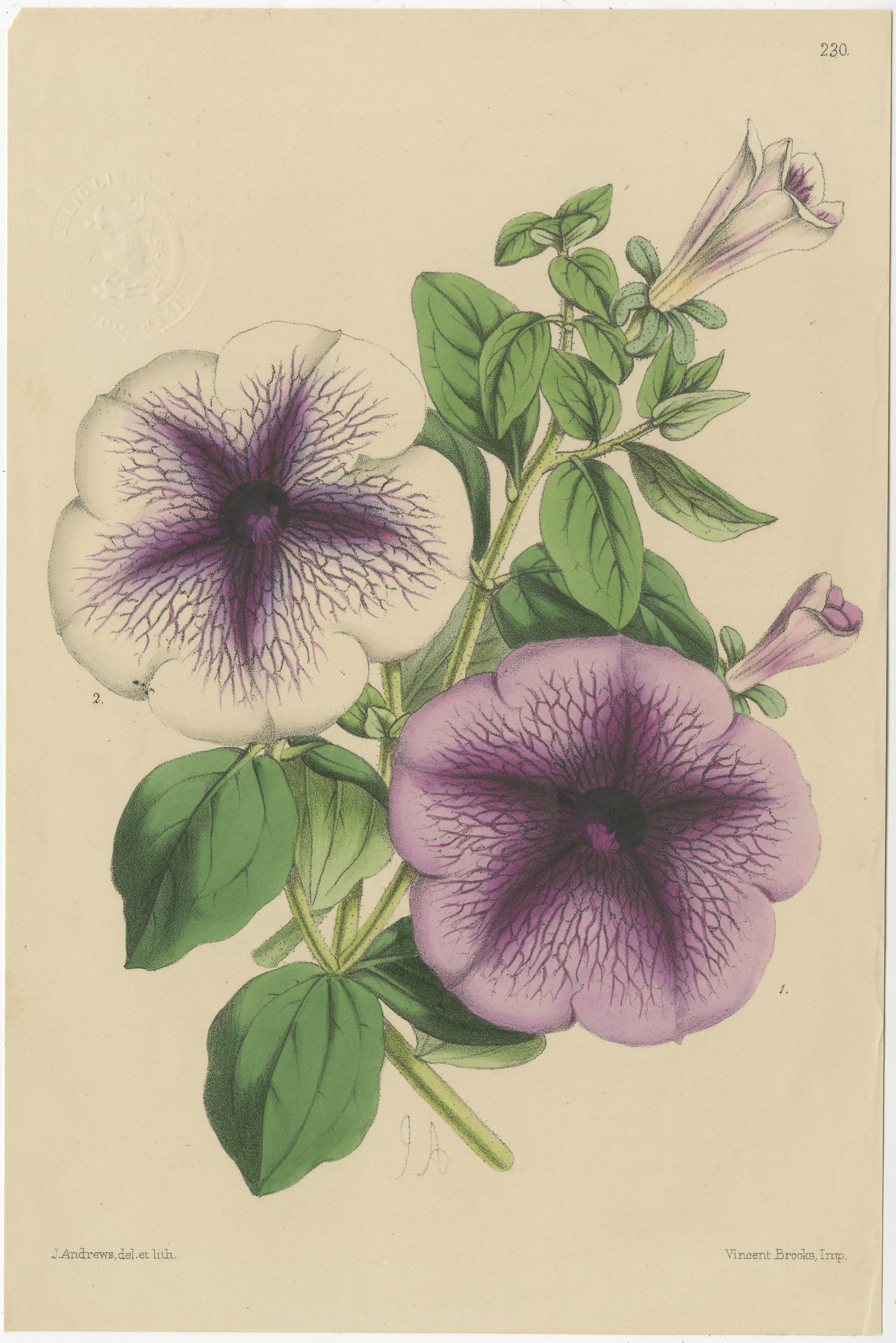 Set of Six Purple Antique Botany Prints by Brooks, Circa 1870 1