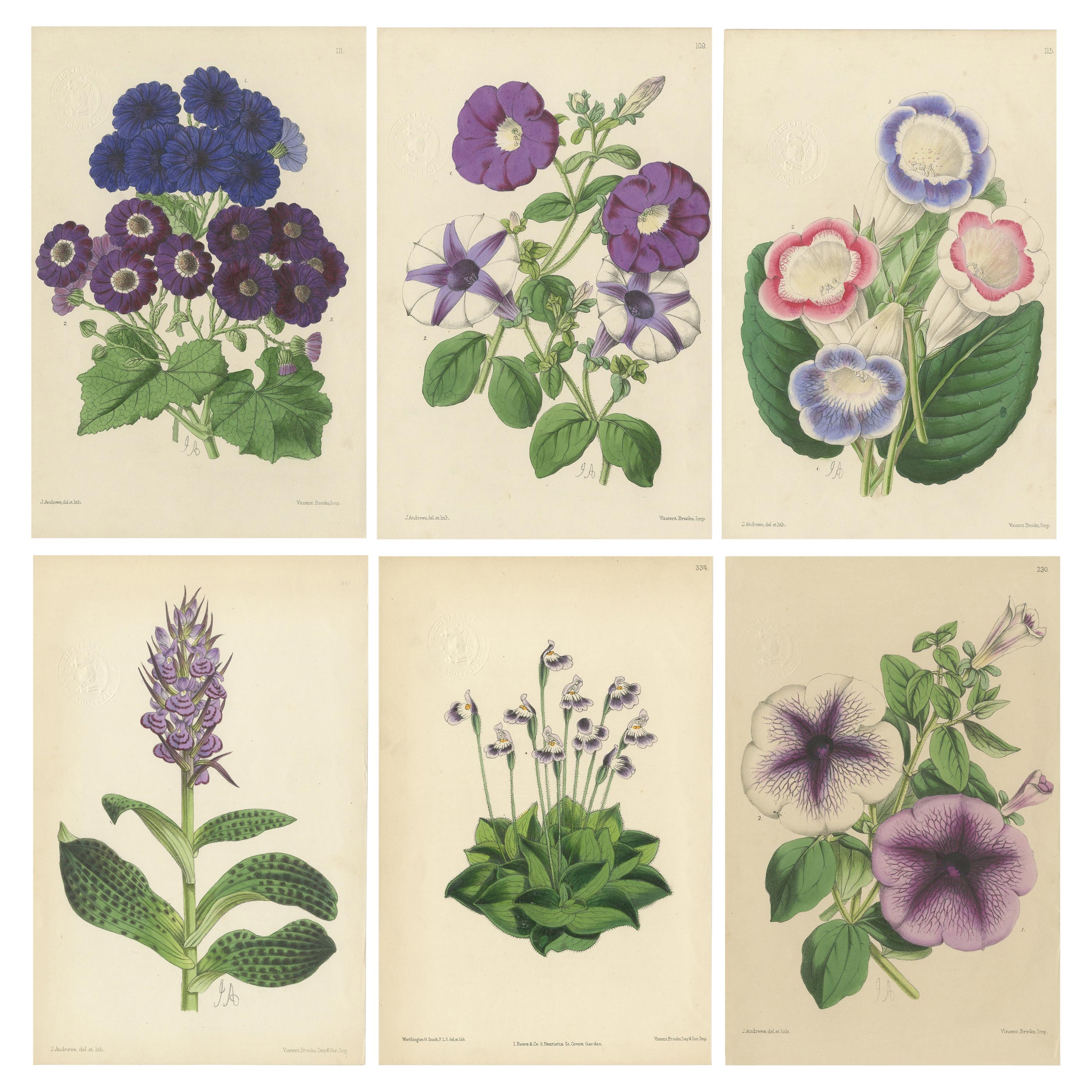 Set of Six Purple Antique Botany Prints by Brooks, Circa 1870