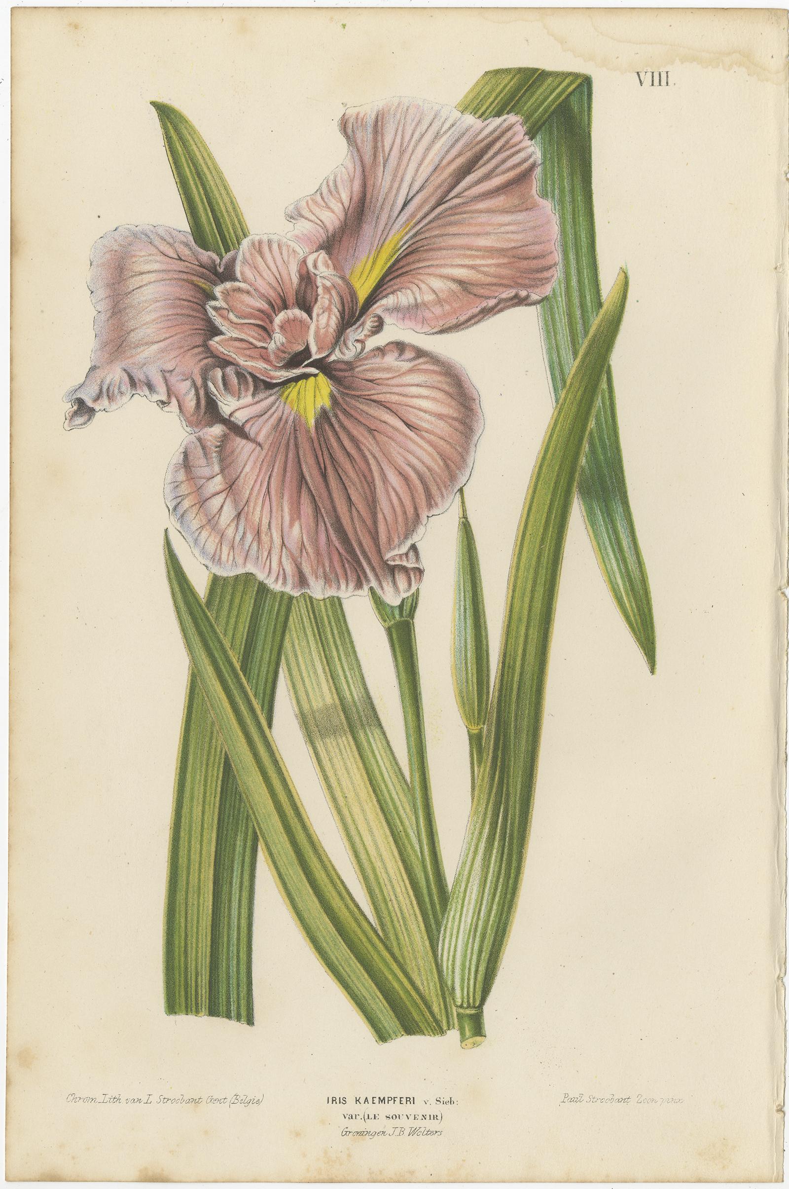 Set of 6 Antique Botany Prints, Sowbread, Yucca, Iris, by Oudemans ...