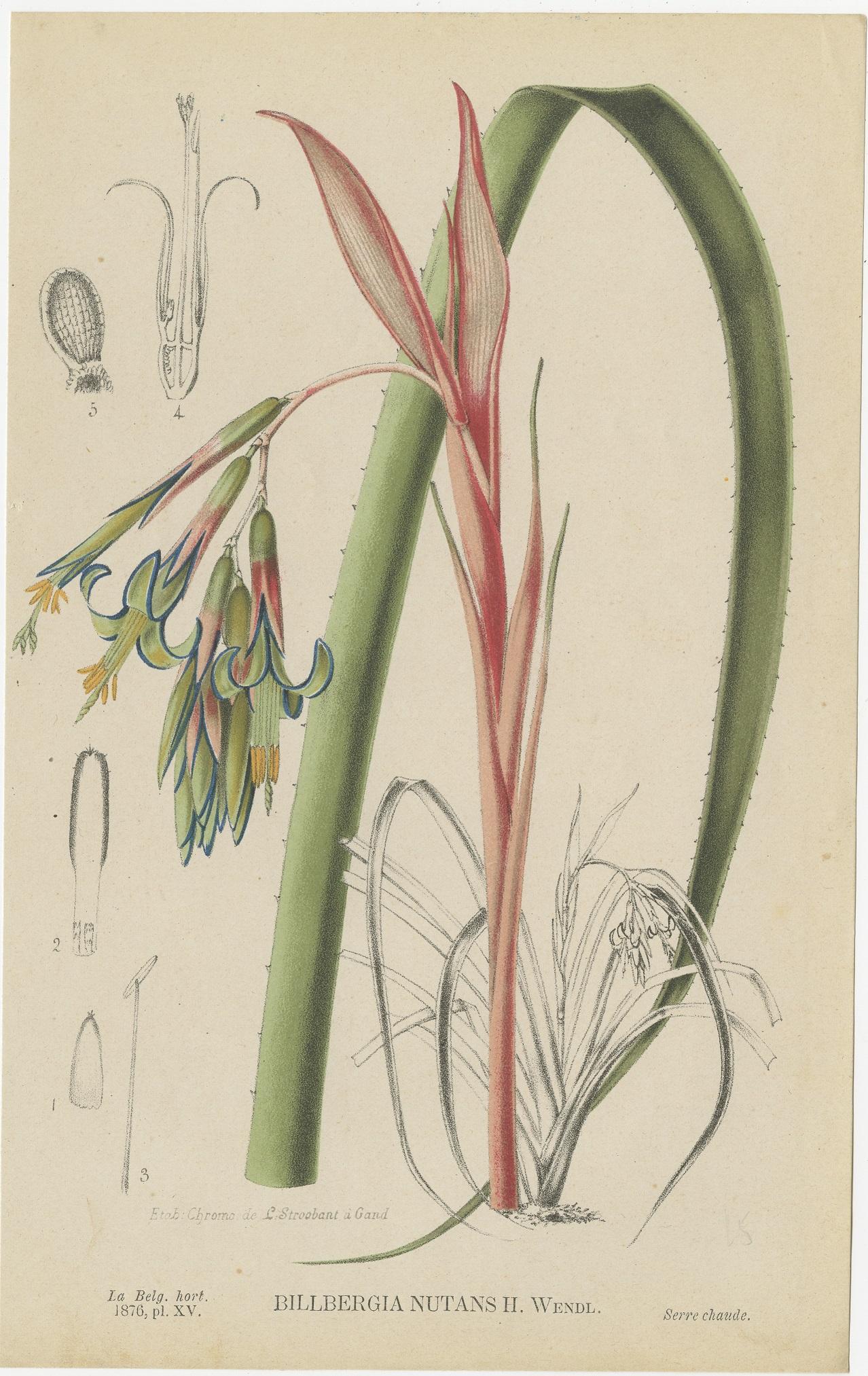 Set of 6 Antique Botany Prints, Tillandsia Tectorum 'c.1880' In Good Condition In Langweer, NL