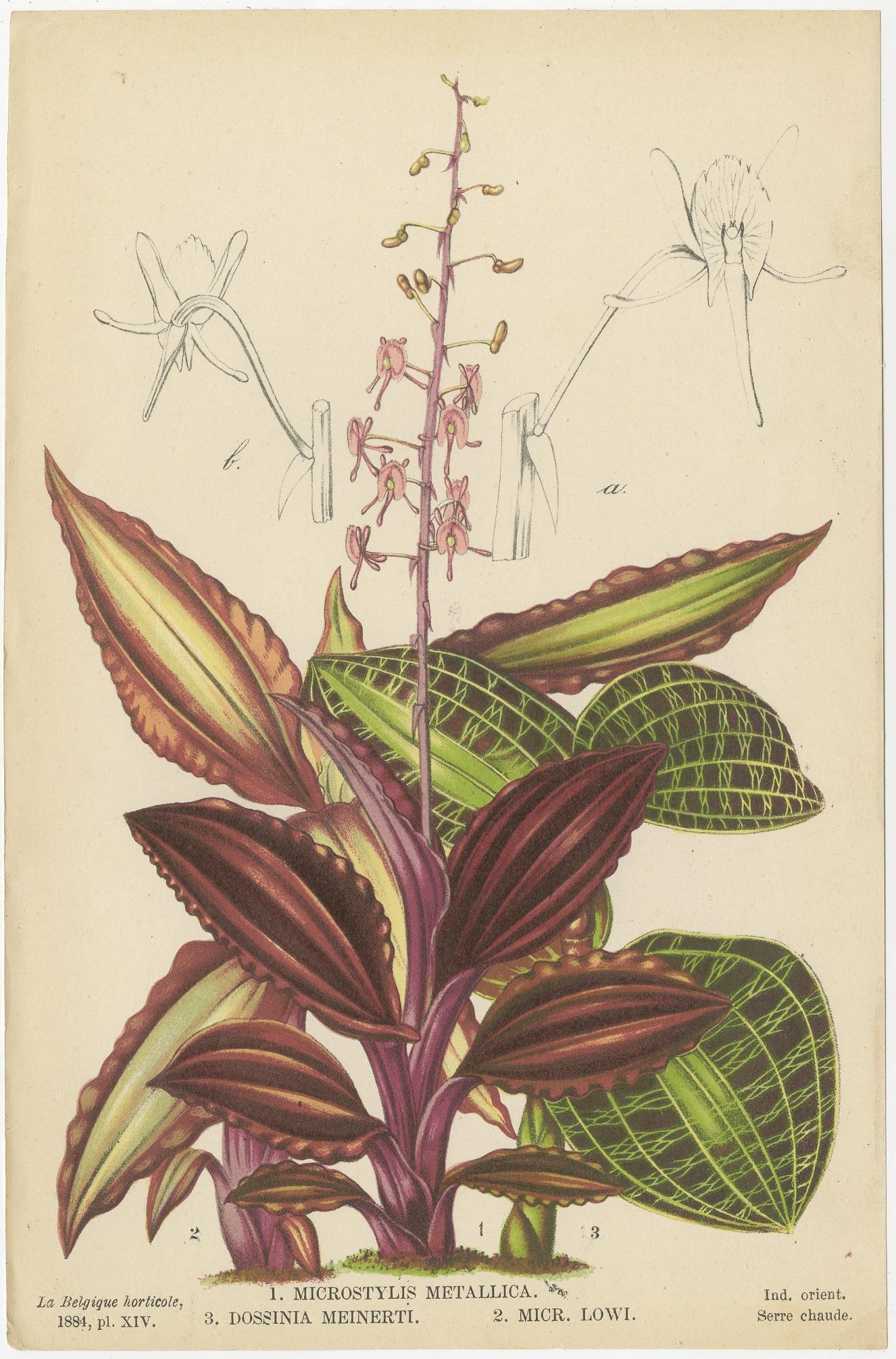 19th Century Set of 6 Antique Botany Prints, Tillandsia Tectorum 'c.1880'