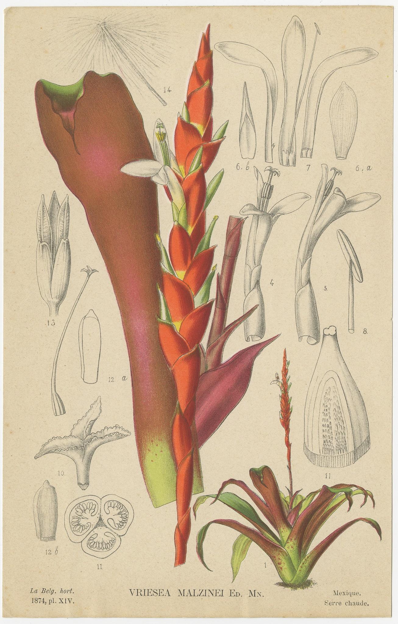 Paper Set of 6 Antique Botany Prints, Tillandsia Tectorum 'c.1880'
