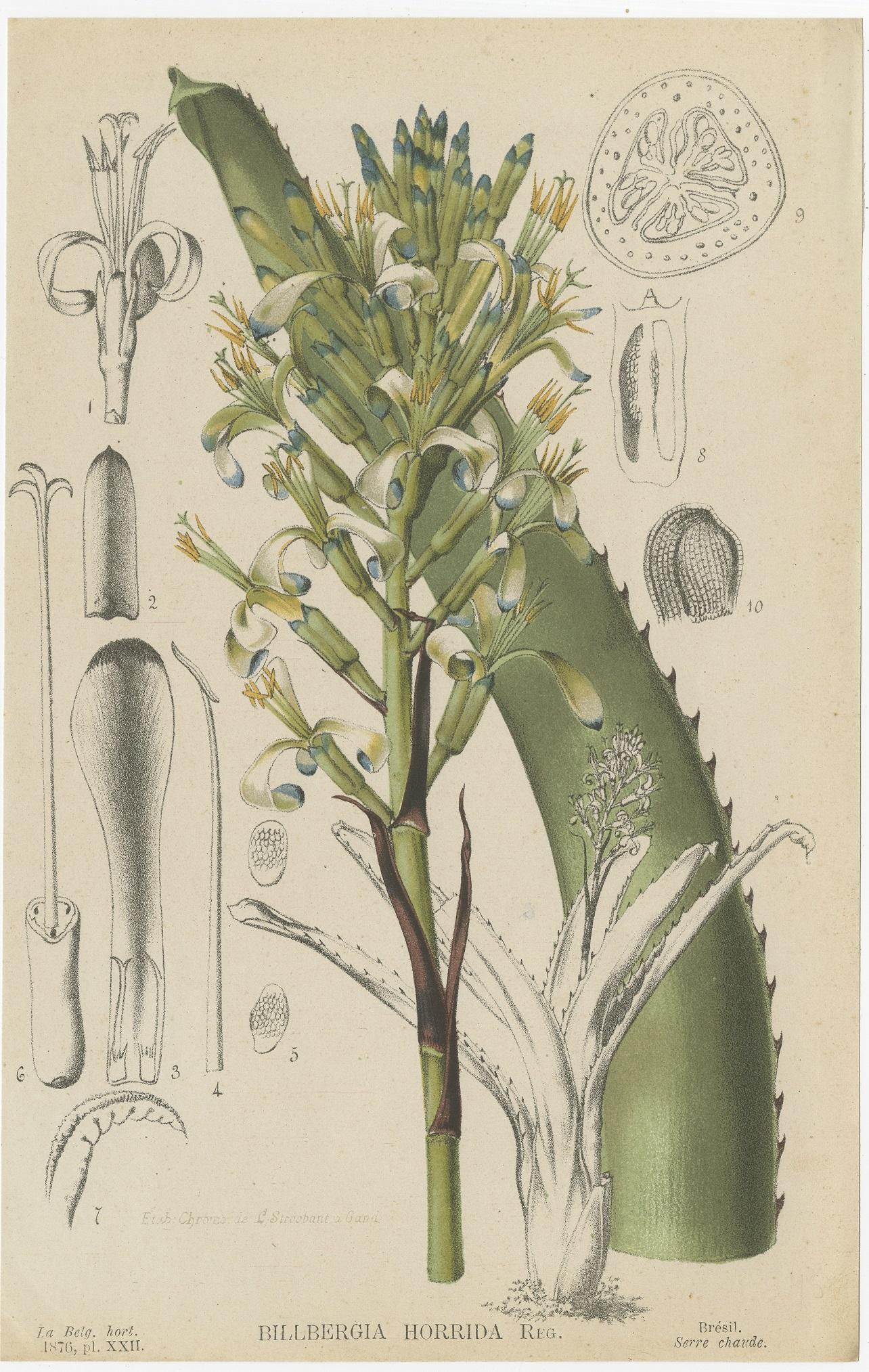 Set of 6 Antique Botany Prints, Tillandsia Tectorum 'c.1880' 1