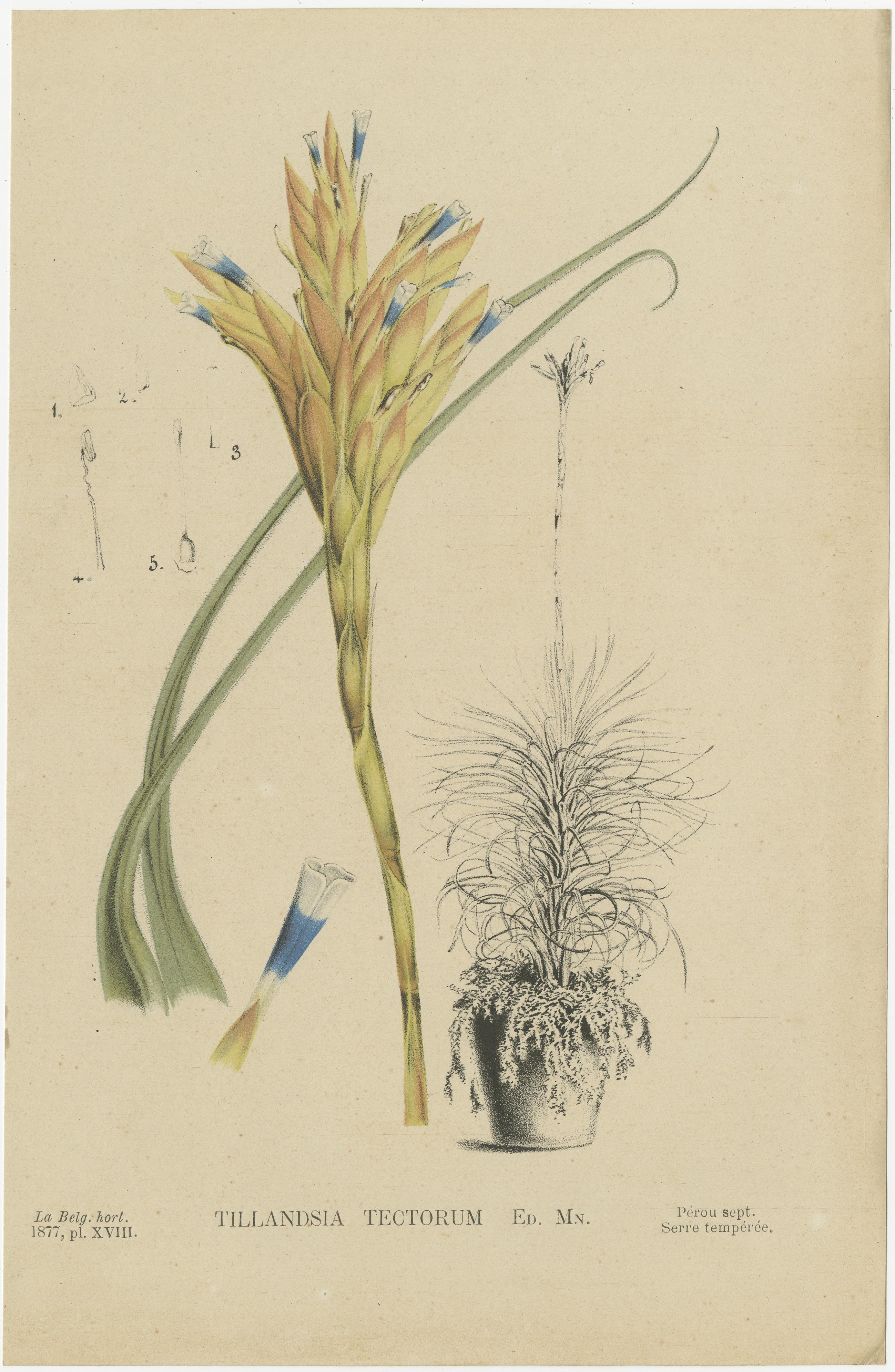 Set of 6 Antique Botany Prints, Tillandsia Tectorum 'c.1880' 2