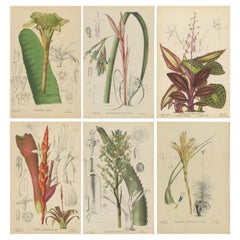 Set of 6 Antique Botany Prints, Tillandsia Tectorum 'c.1880'