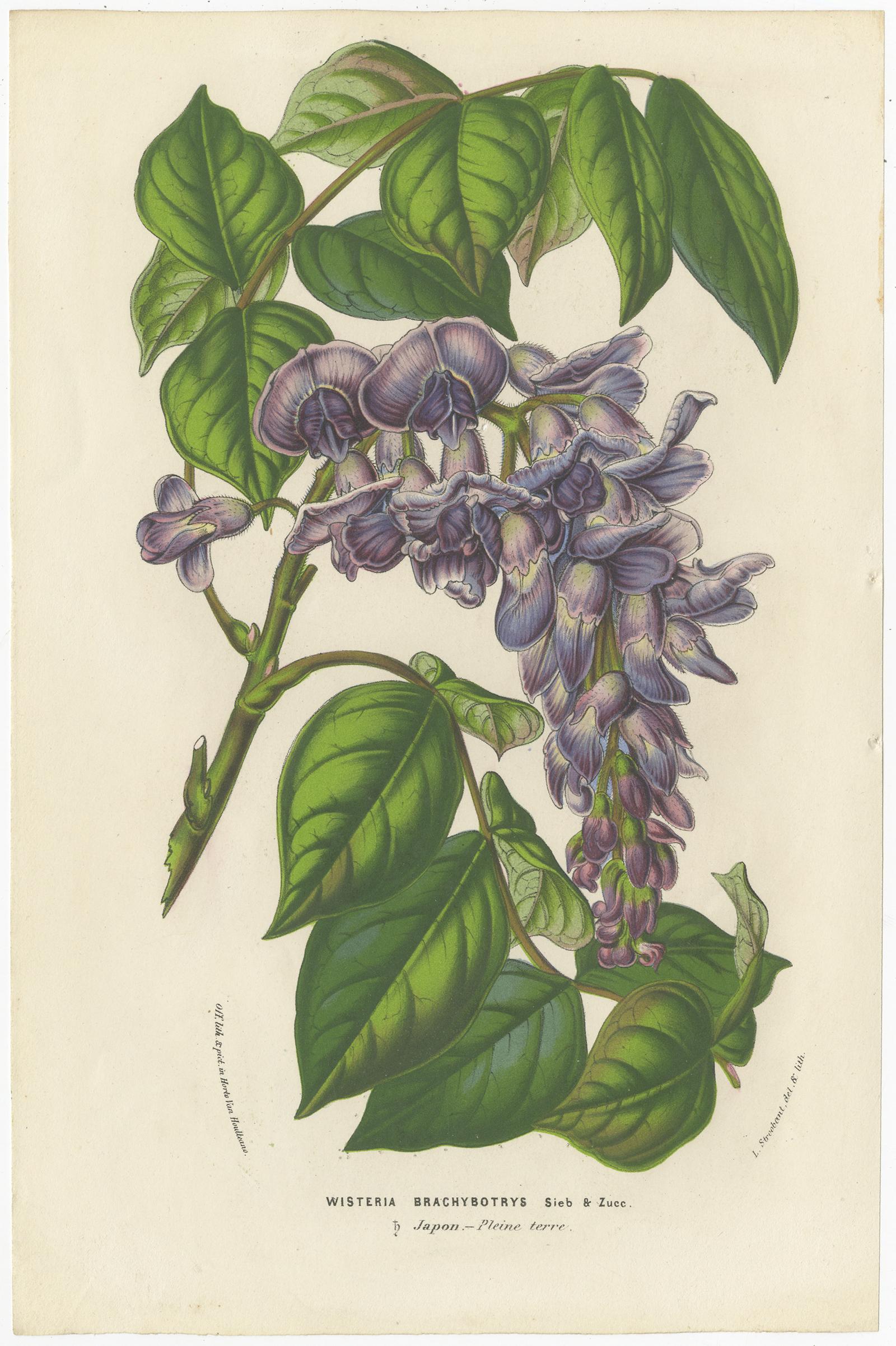 Set of six antique botany prints titled 'Wisteria Brachybotrys - Scutellaria Villosa - Lilium Thomsonianum - Salvia Iantina - Specimen de Medinilla Magnifica - Calyptraria Haemantha'. It depicts Wisteria brachybotrys (silky wisteria), a scutellaria