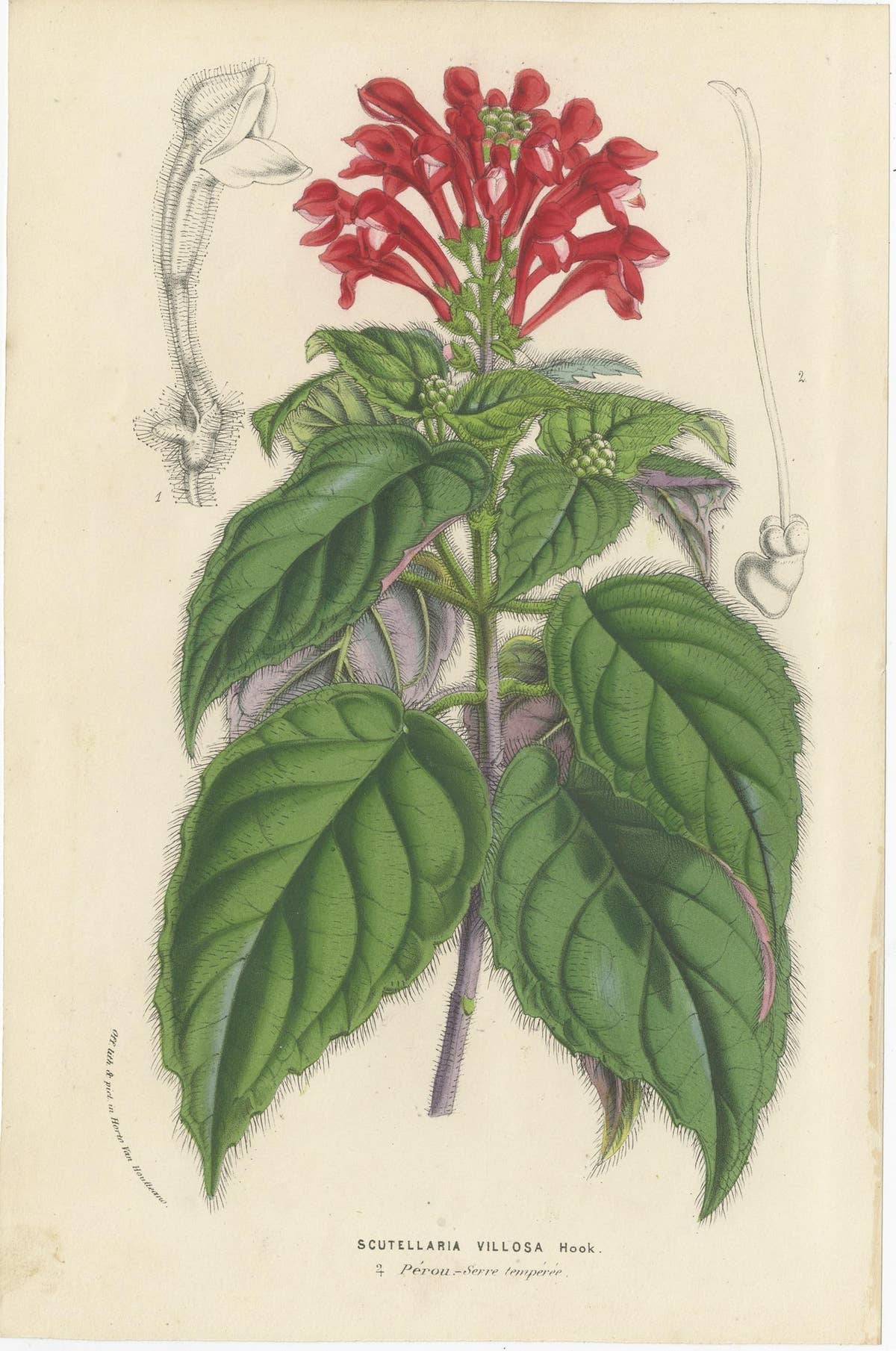 Set of 6 Antique Botany Prints, Wisteria, Scutellaria, Sage 'circa 1853'
