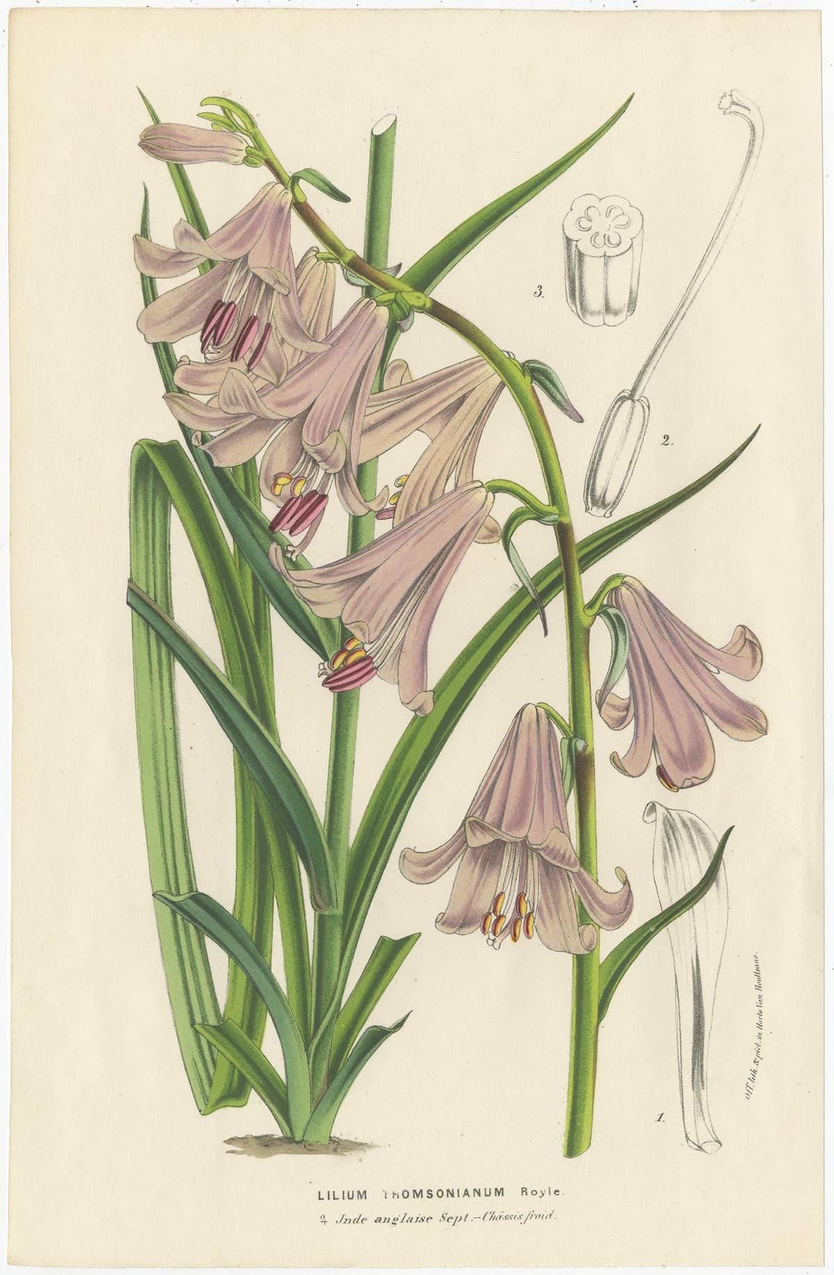 Set of 6 Antique Botany Prints, Wisteria, Scutellaria, Sage 'circa 1853'