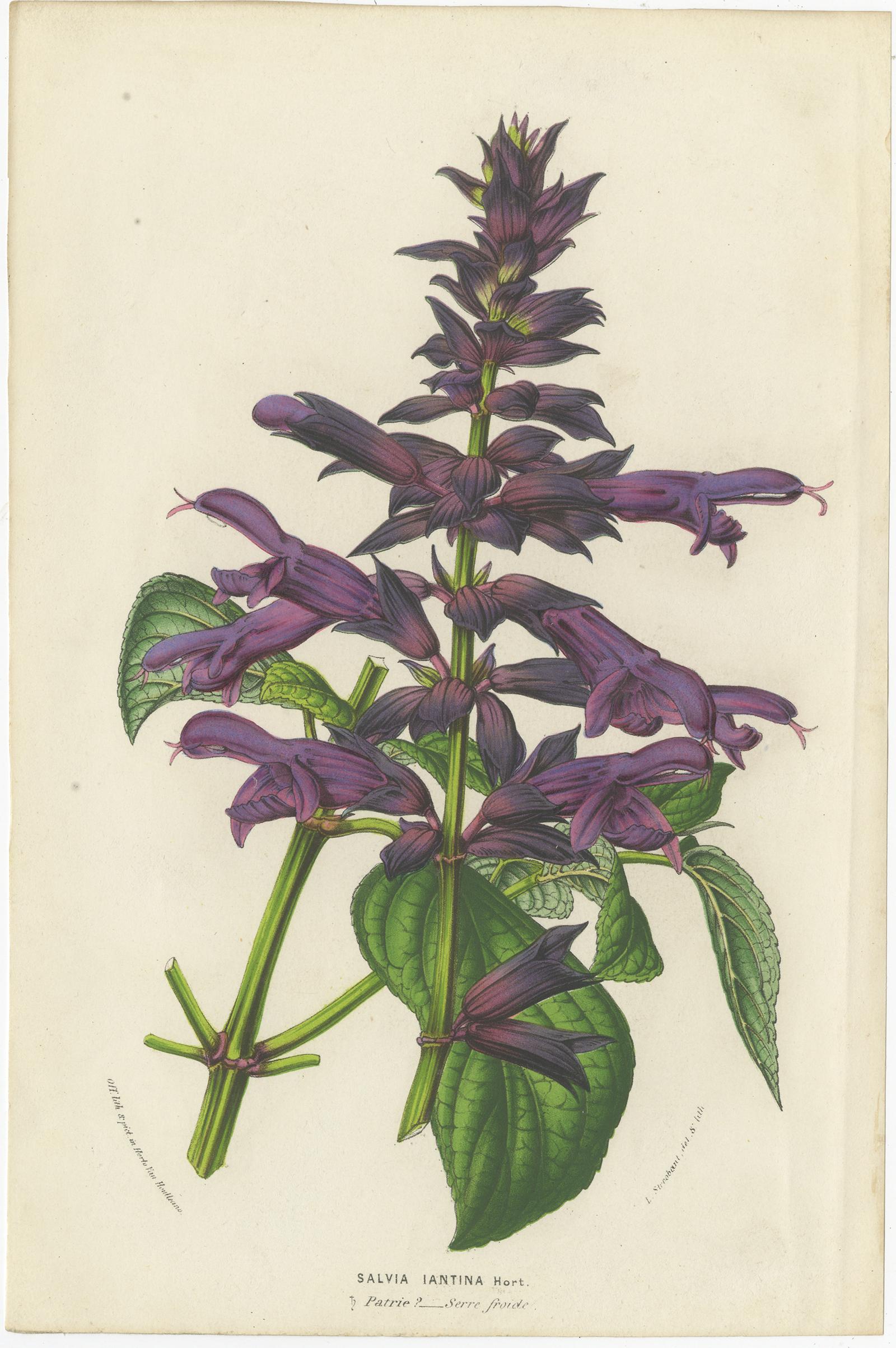 19th Century Set of 6 Antique Botany Prints, Wisteria, Scutellaria, Sage 'circa 1853' For Sale