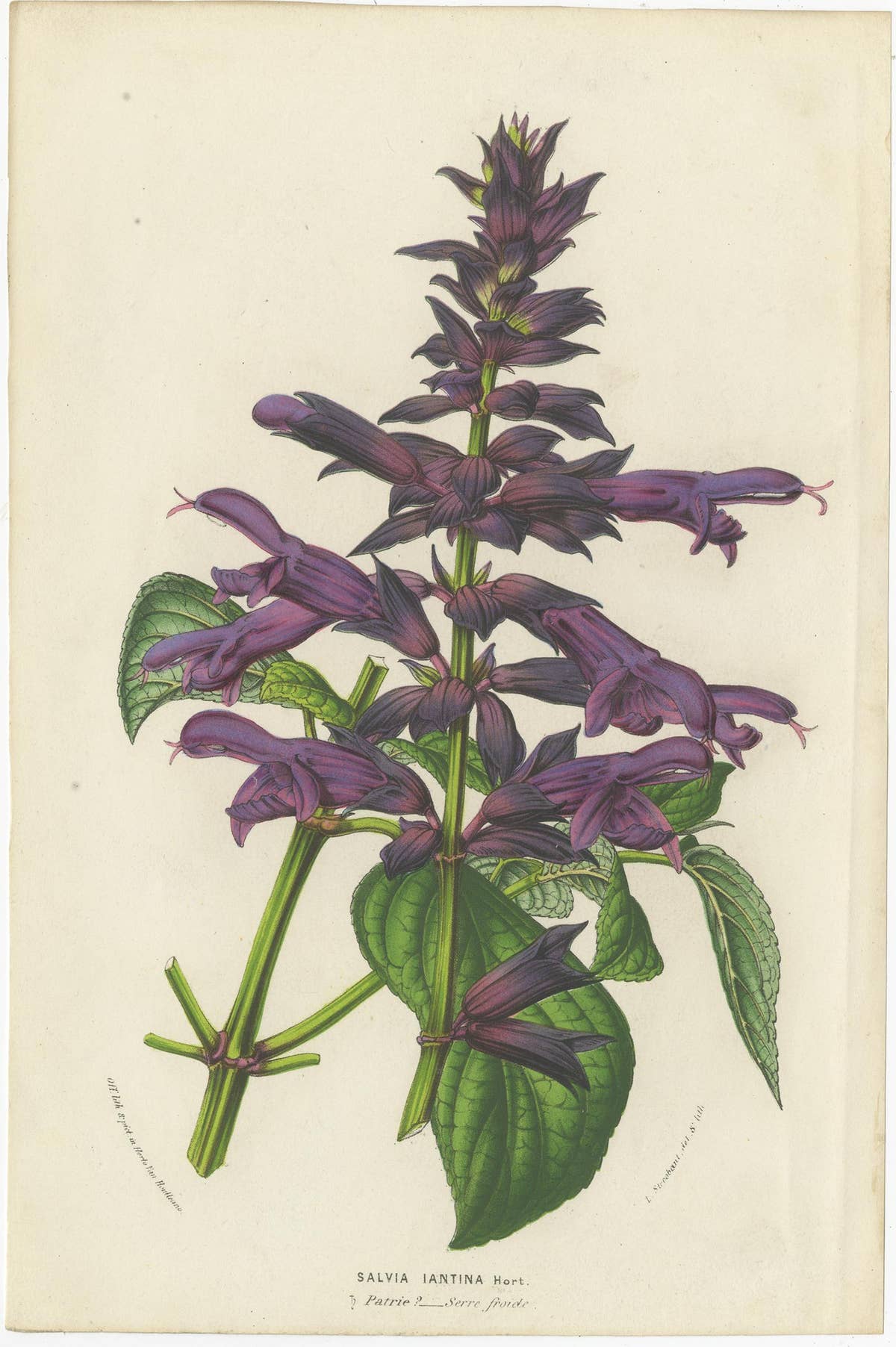 Set of 6 Antique Botany Prints, Wisteria, Scutellaria, Sage 'circa 1853'