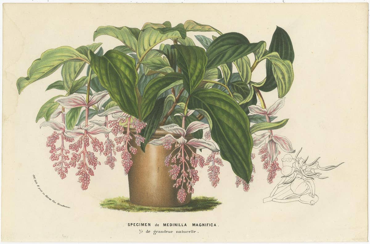 Set of 6 Antique Botany Prints, Wisteria, Scutellaria, Sage 'circa 1853'