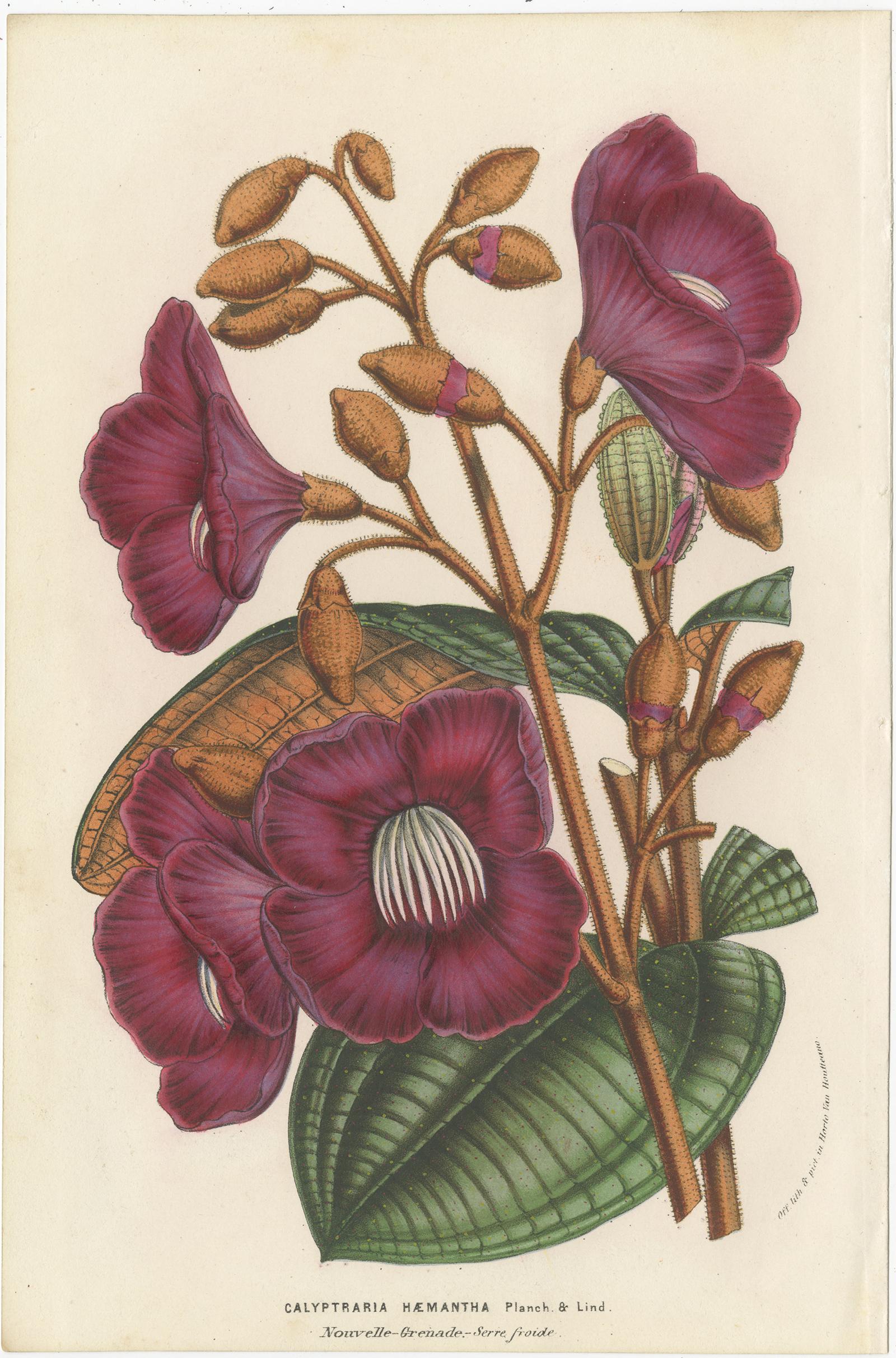 Set of 6 Antique Botany Prints, Wisteria, Scutellaria, Sage 'circa 1853' For Sale 1