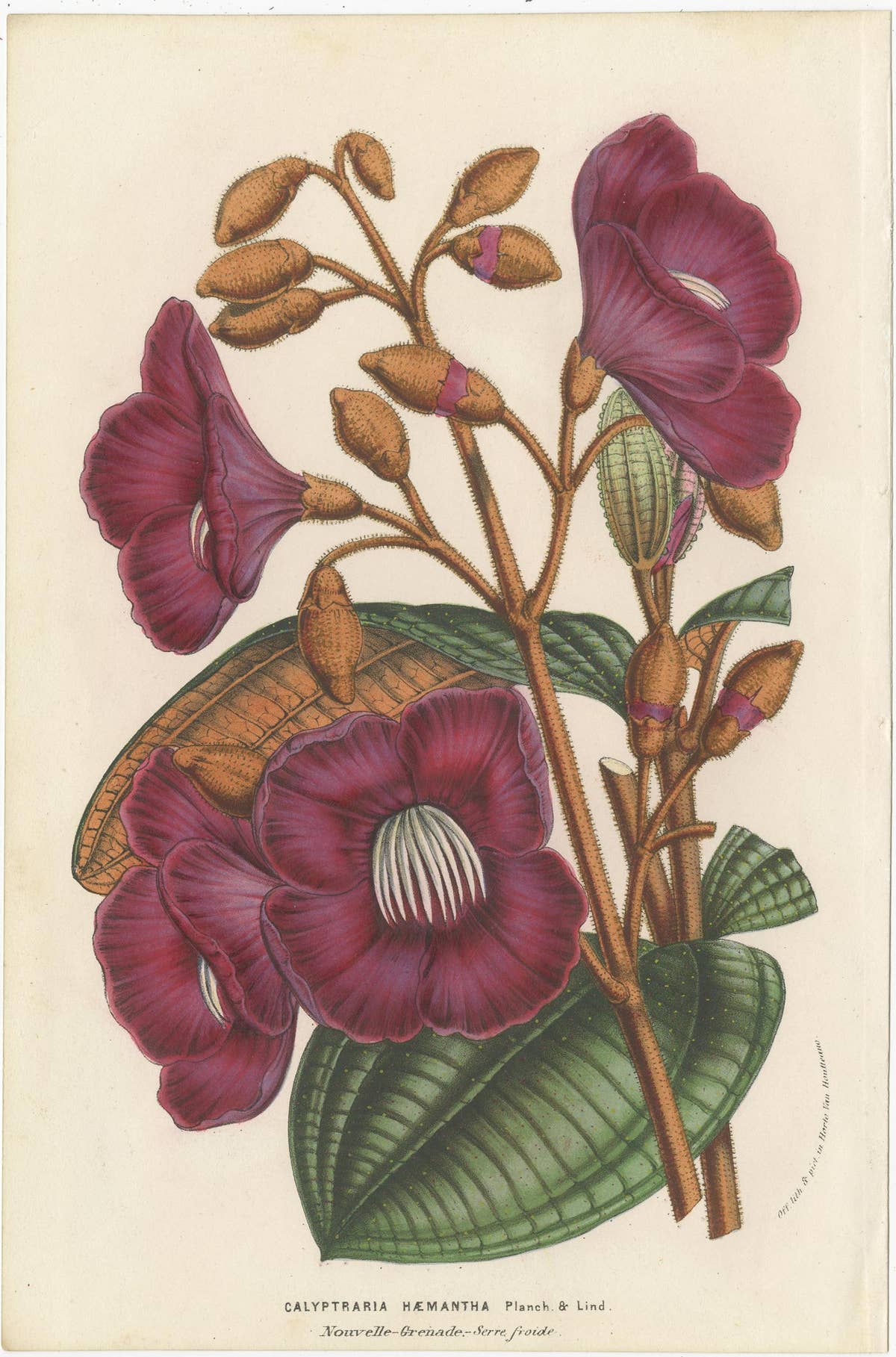 Set of 6 Antique Botany Prints, Wisteria, Scutellaria, Sage 'circa 1853'