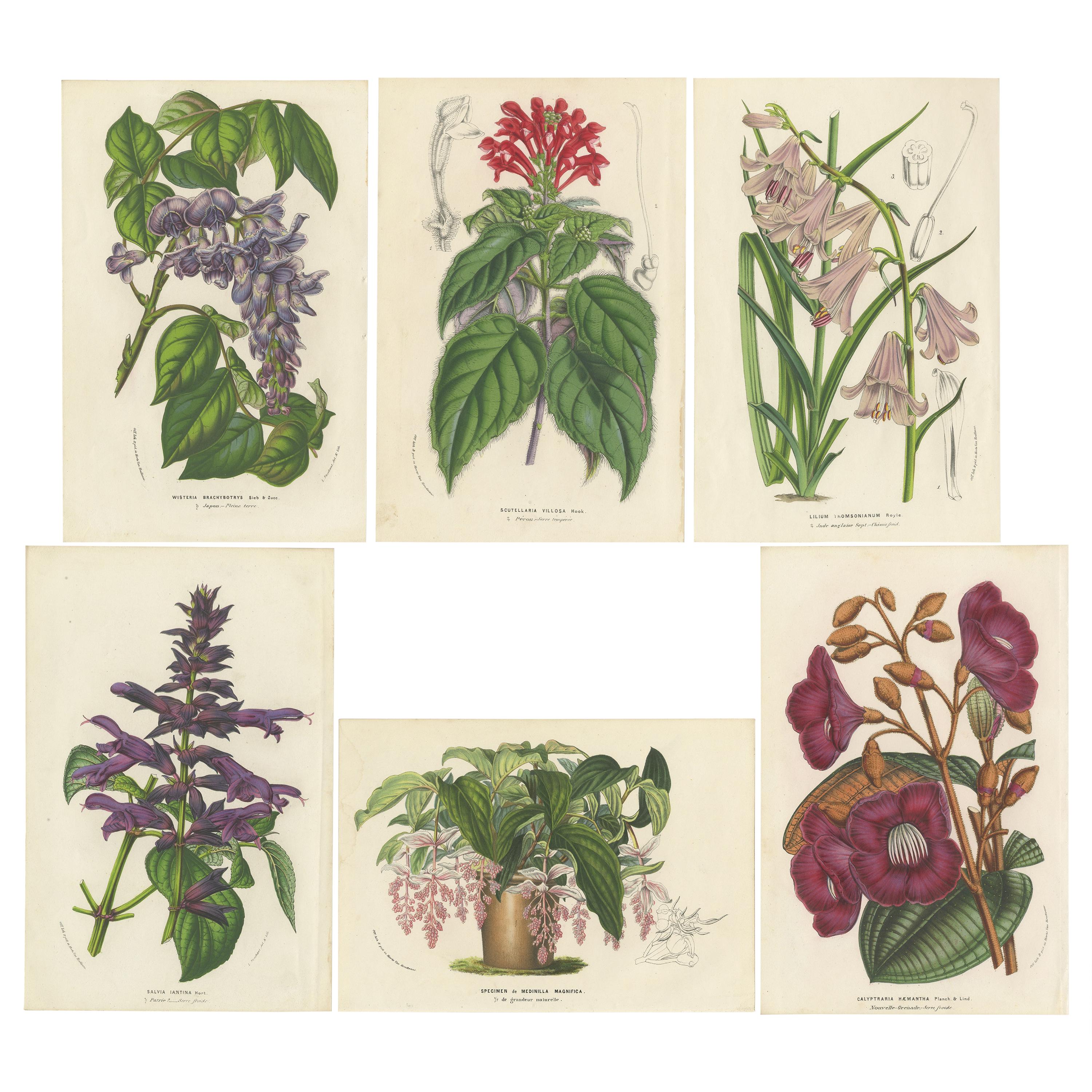 Satz von 6 antiken Botanikdrucken:: Glyzinie:: Scutellaria:: Salbei 'um 1853'