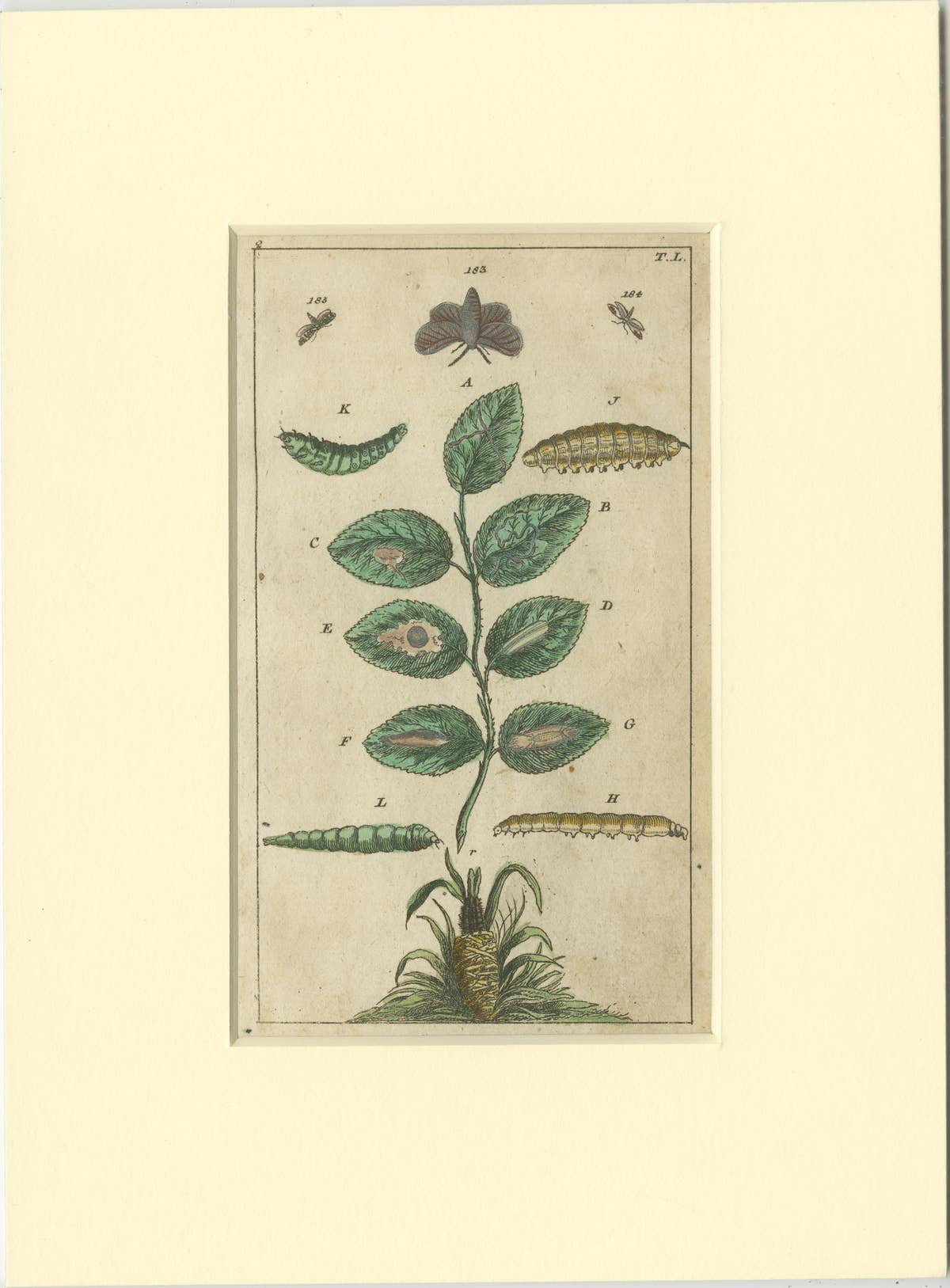Set of 6 Antique Butterfly Prints Also Showing Caterpillars and Pupae, 1810