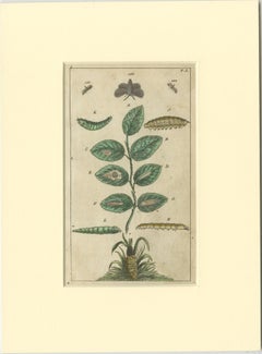 Set of 6 Antique Butterfly Prints Also Showing Caterpillars and Pupae, 1810