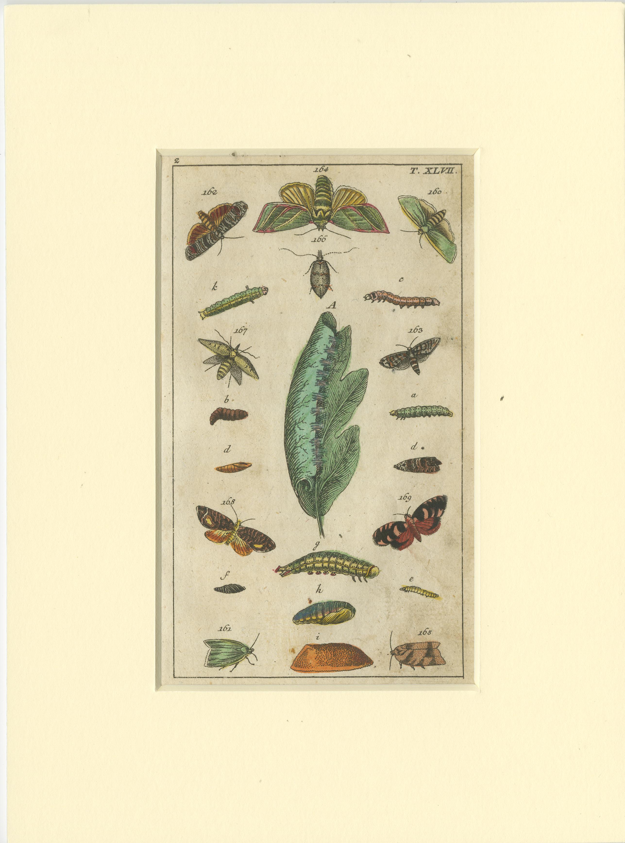 Set of 6 Antique Butterfly Prints Also Showing Caterpillars and Pupae In Fair Condition For Sale In Langweer, NL