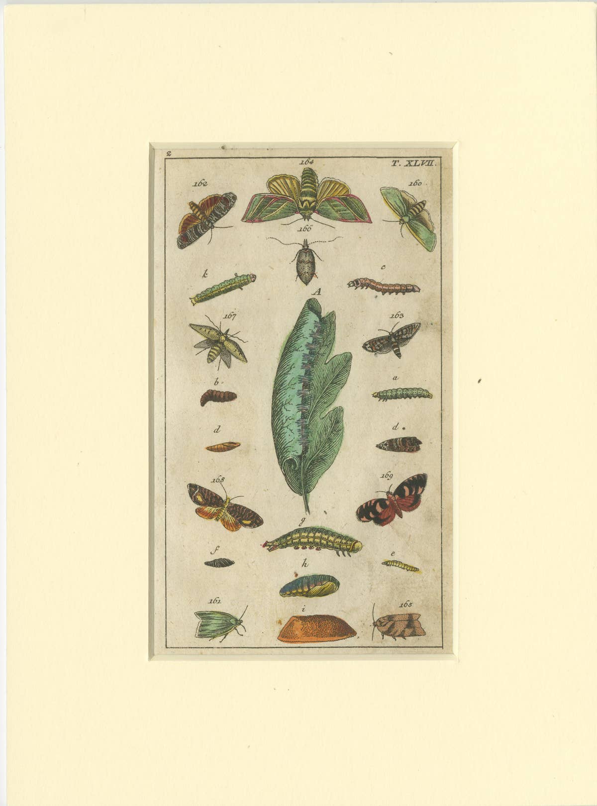 Set of 6 Antique Butterfly Prints Also Showing Caterpillars and Pupae, 1810