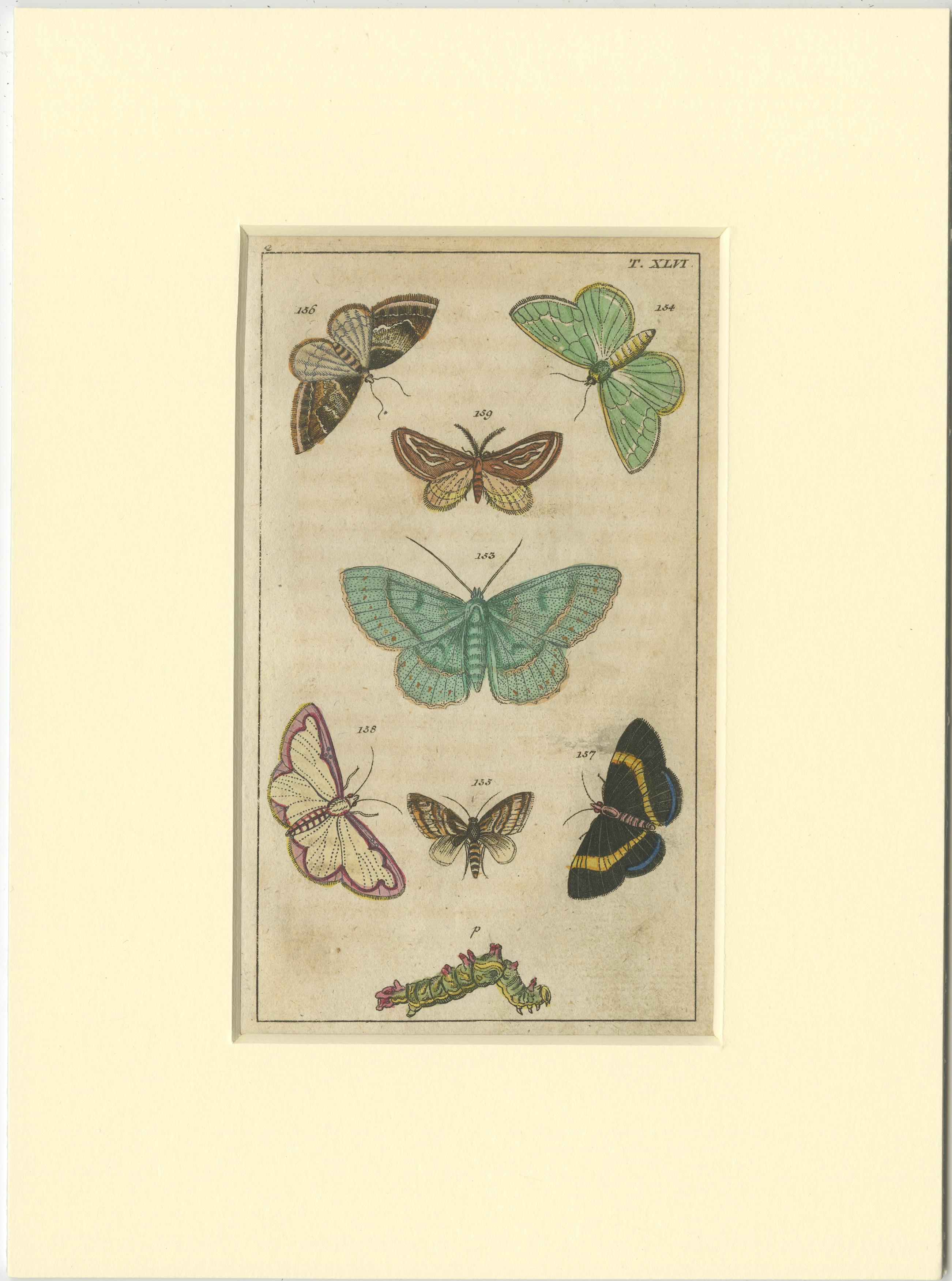19th Century Set of 6 Antique Butterfly Prints Also Showing Caterpillars and Pupae For Sale